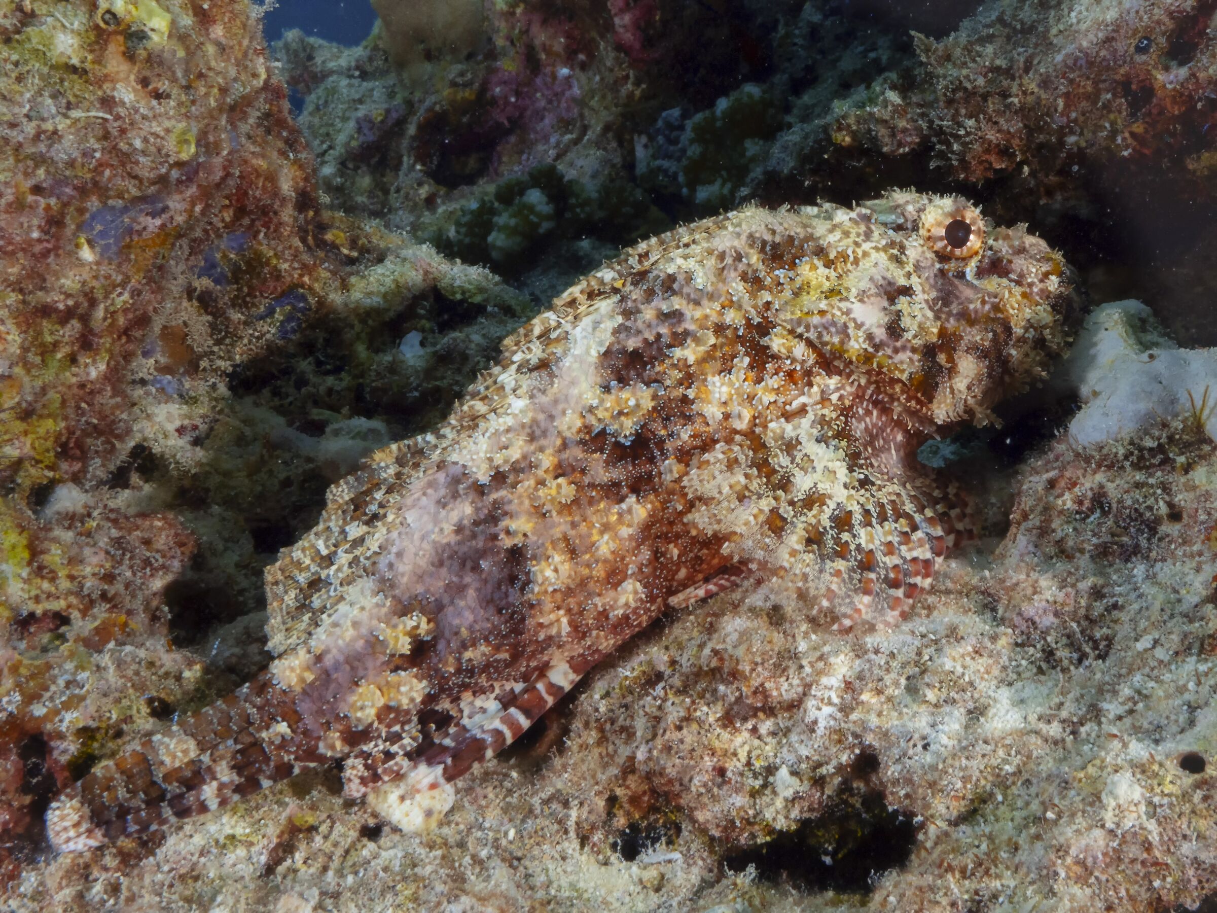 Hidden among the rock