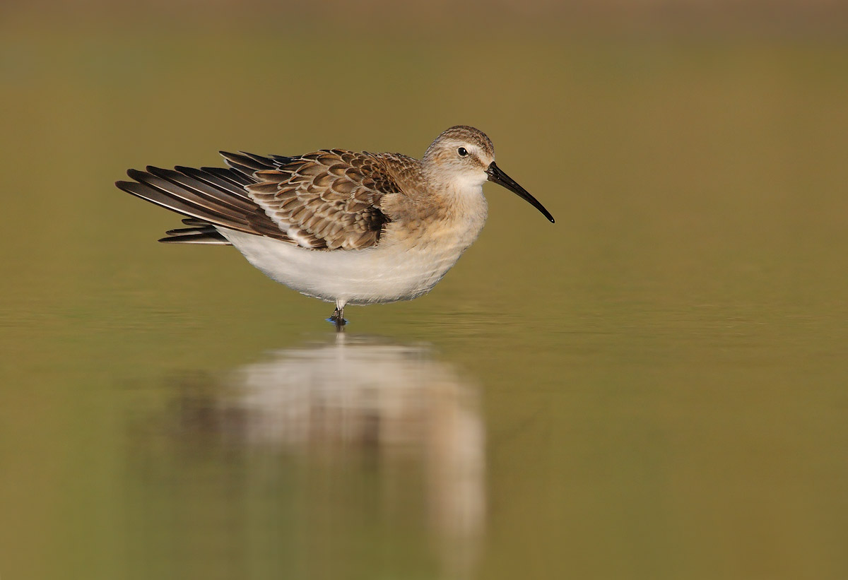 sandpiper