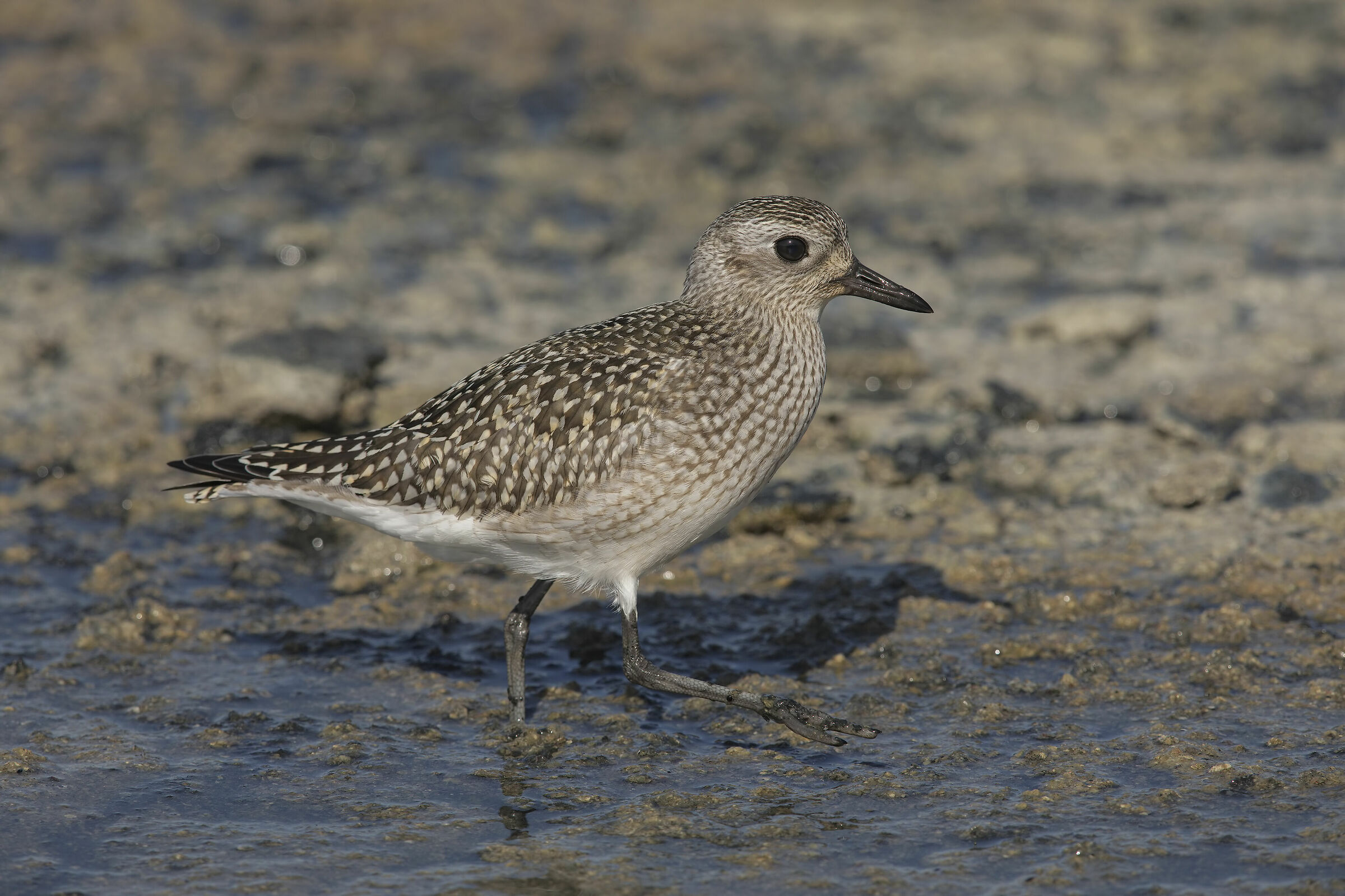 pivieressa (pluvialis squatarola).