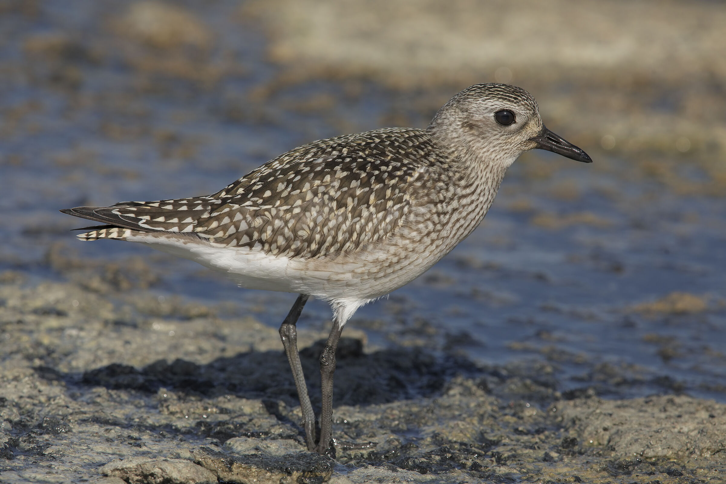 pivieressa (pluvialis squatarola).