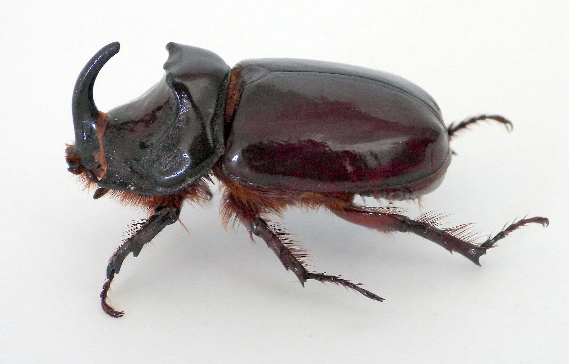 Scarabeo rinoceronte