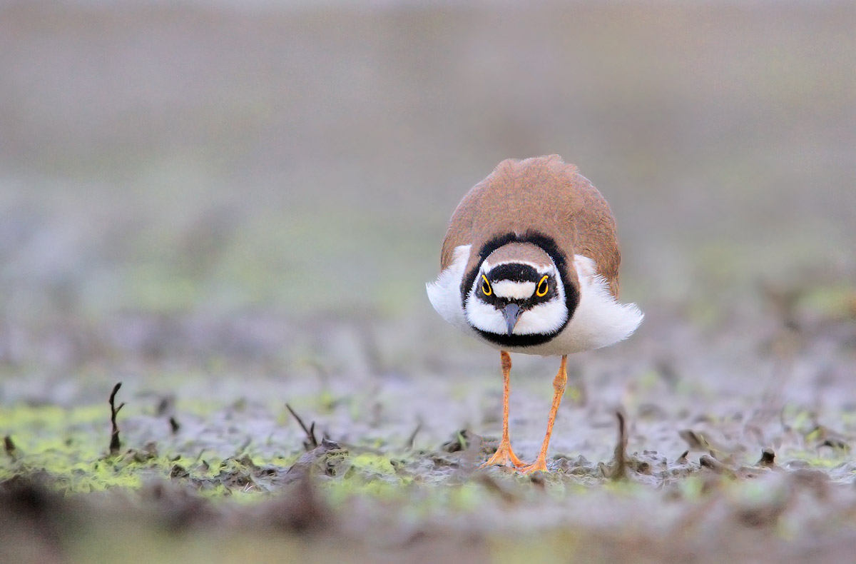 little ringed super inc .....