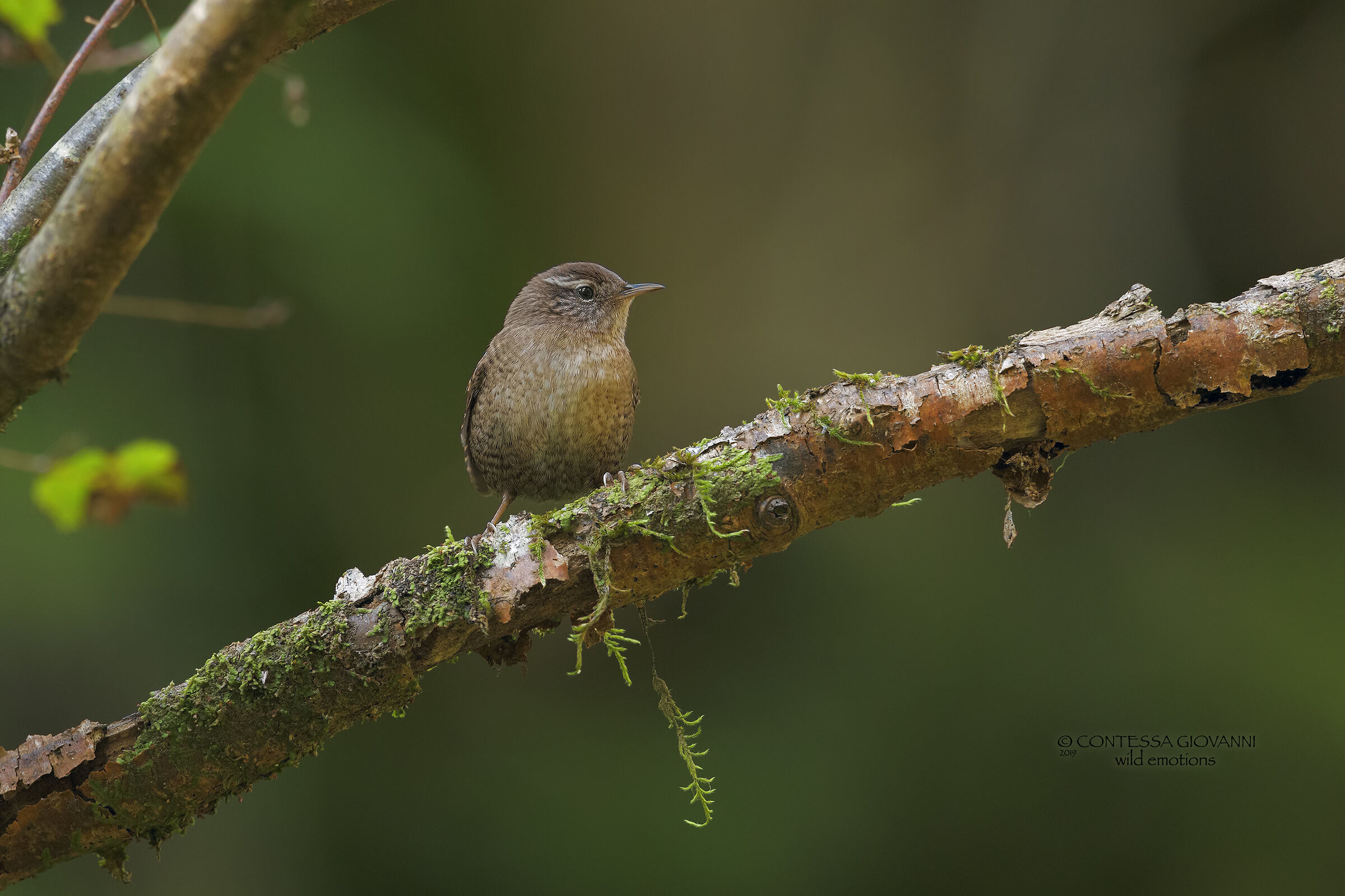 Wren