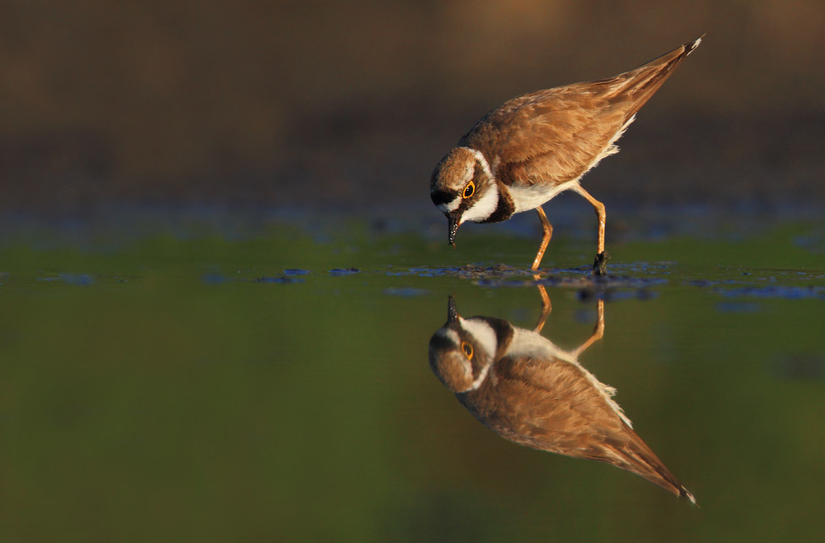 little ringed plover