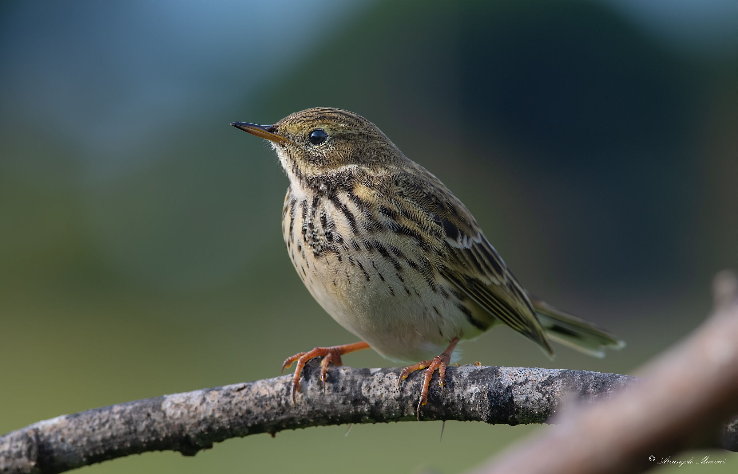 The return of the pispola