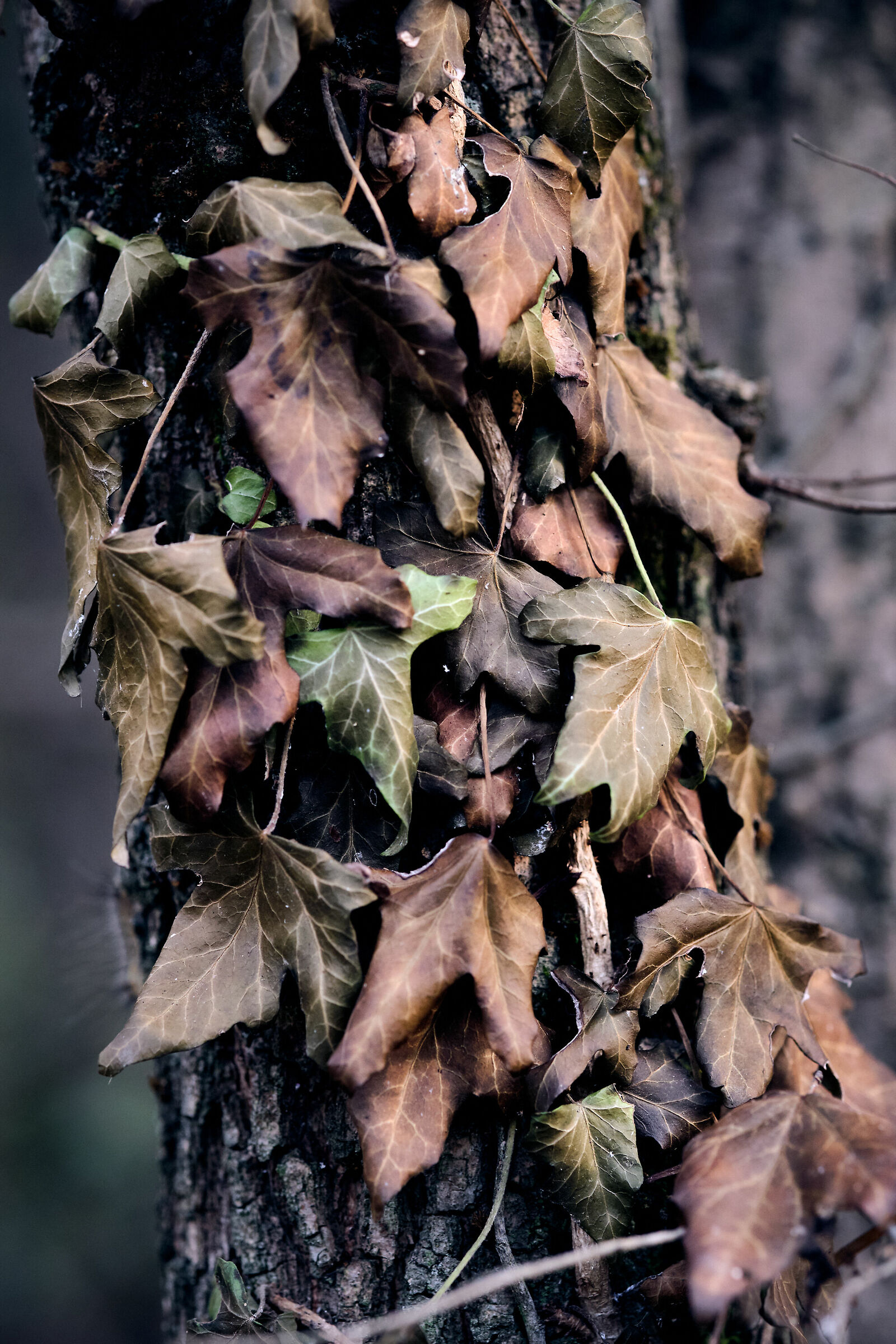 Edera d'autunno.