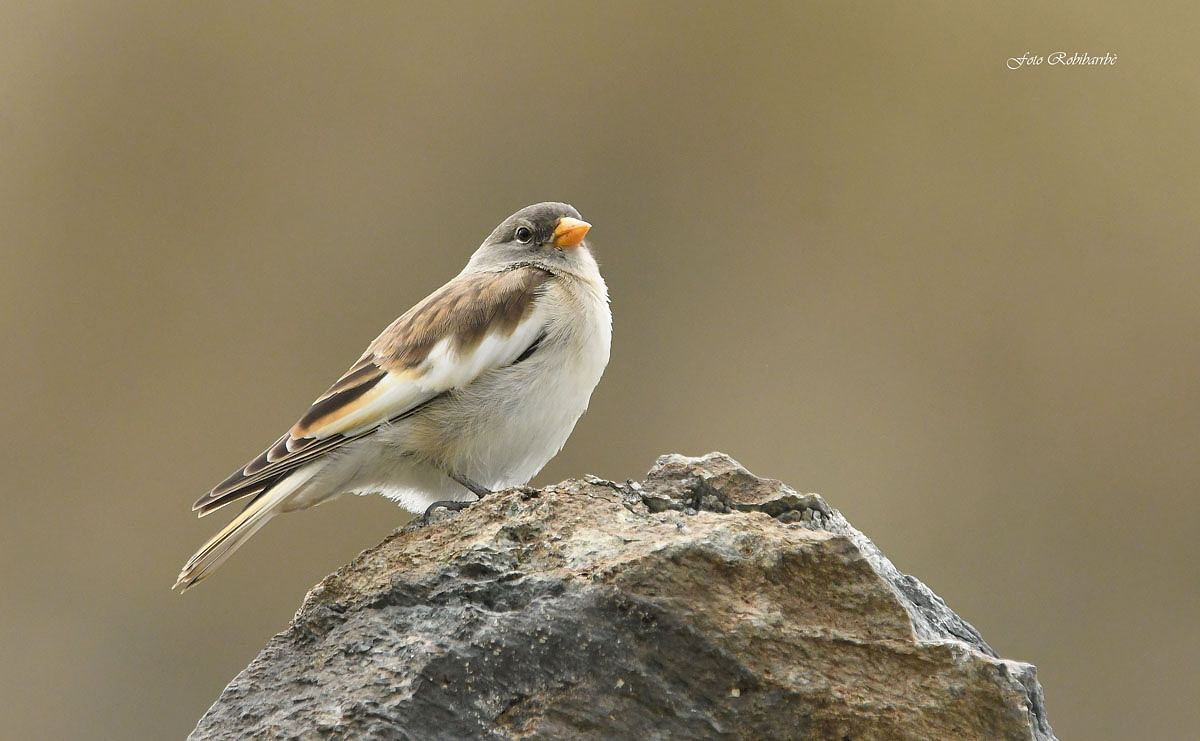 Young Alpine Finch...