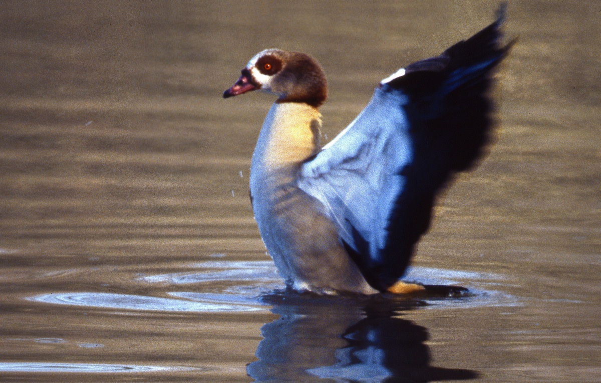 Give the 1995-Egyptian goose