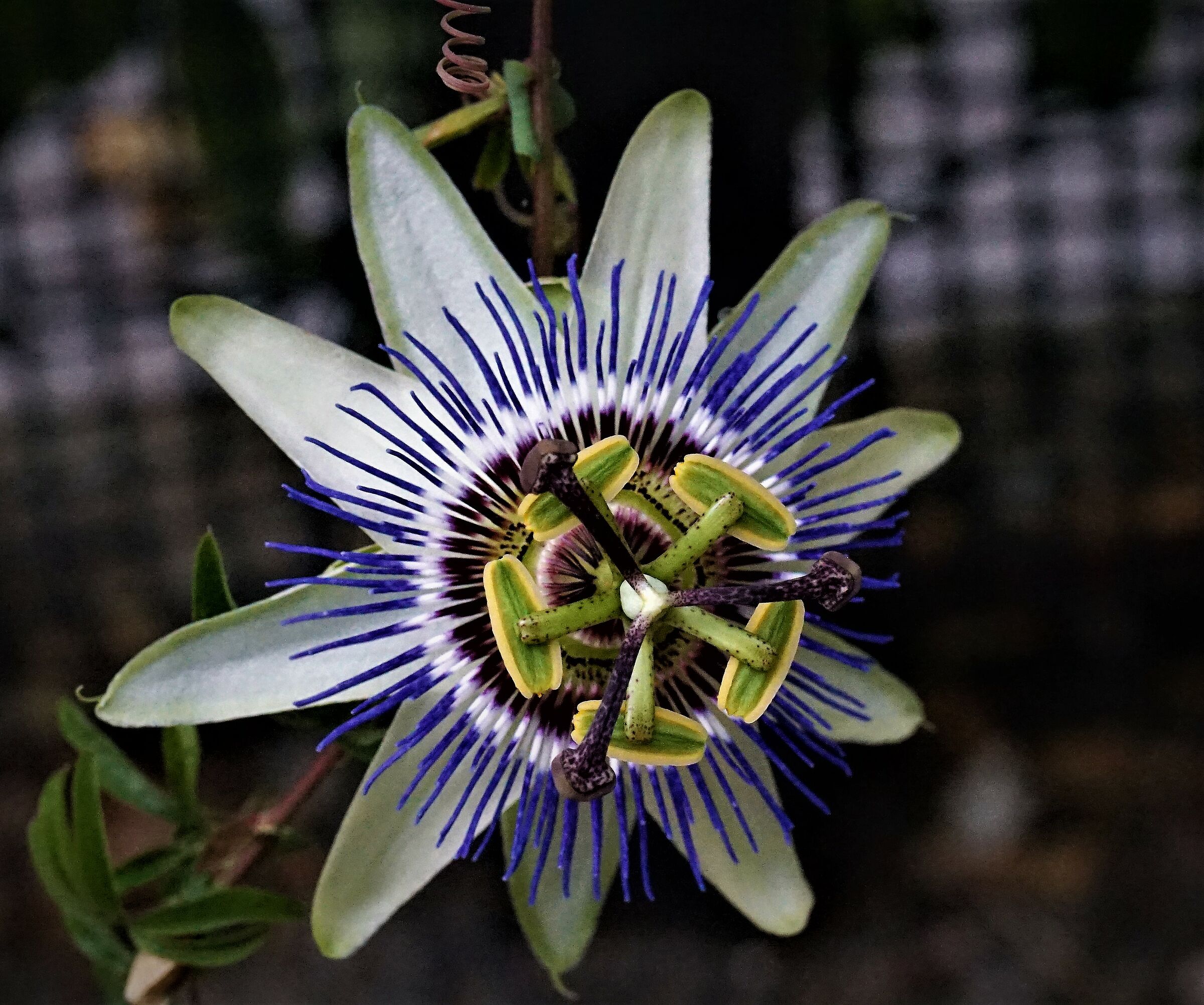 the passion flower