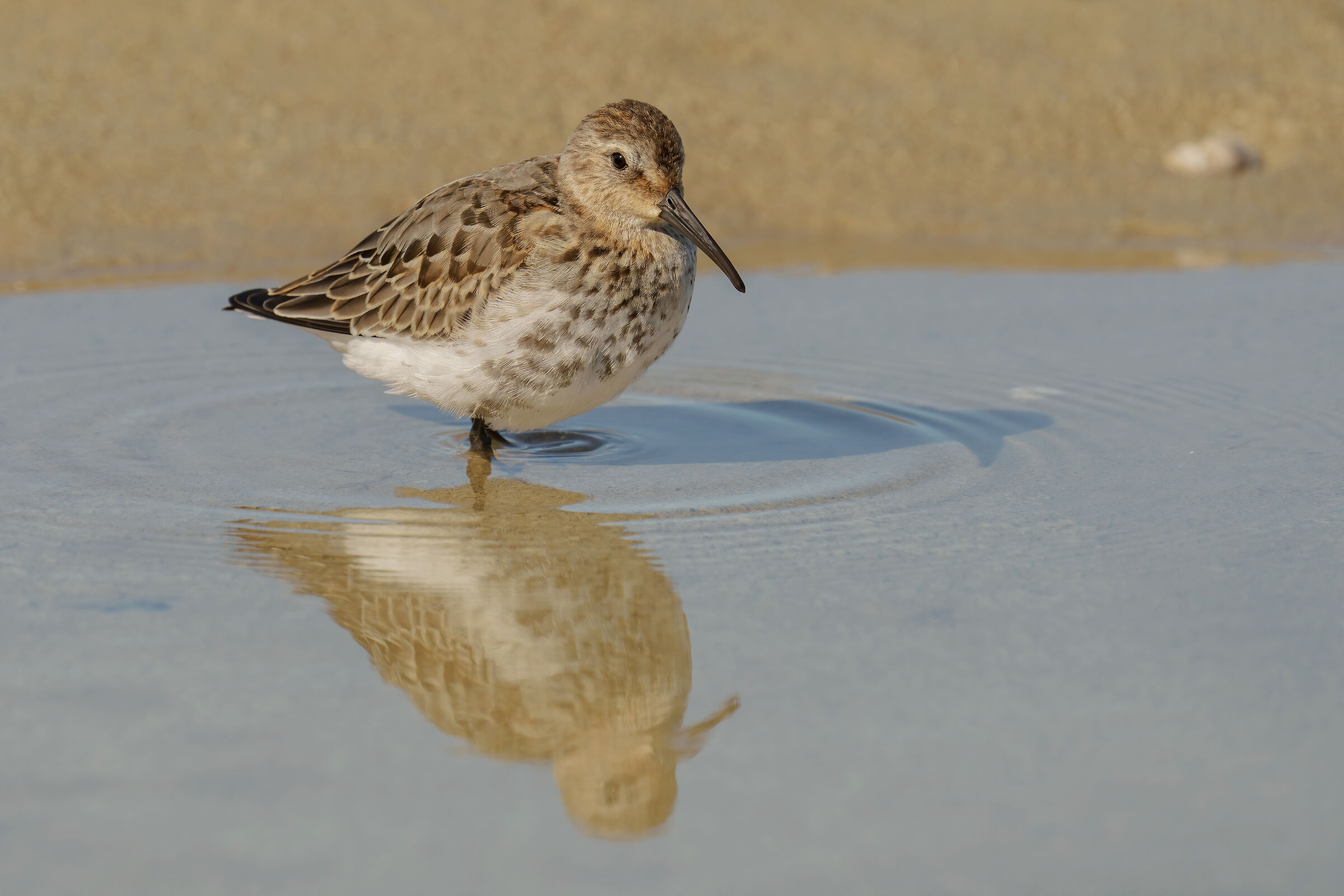 Black-bellied rain (Calidris alpine)