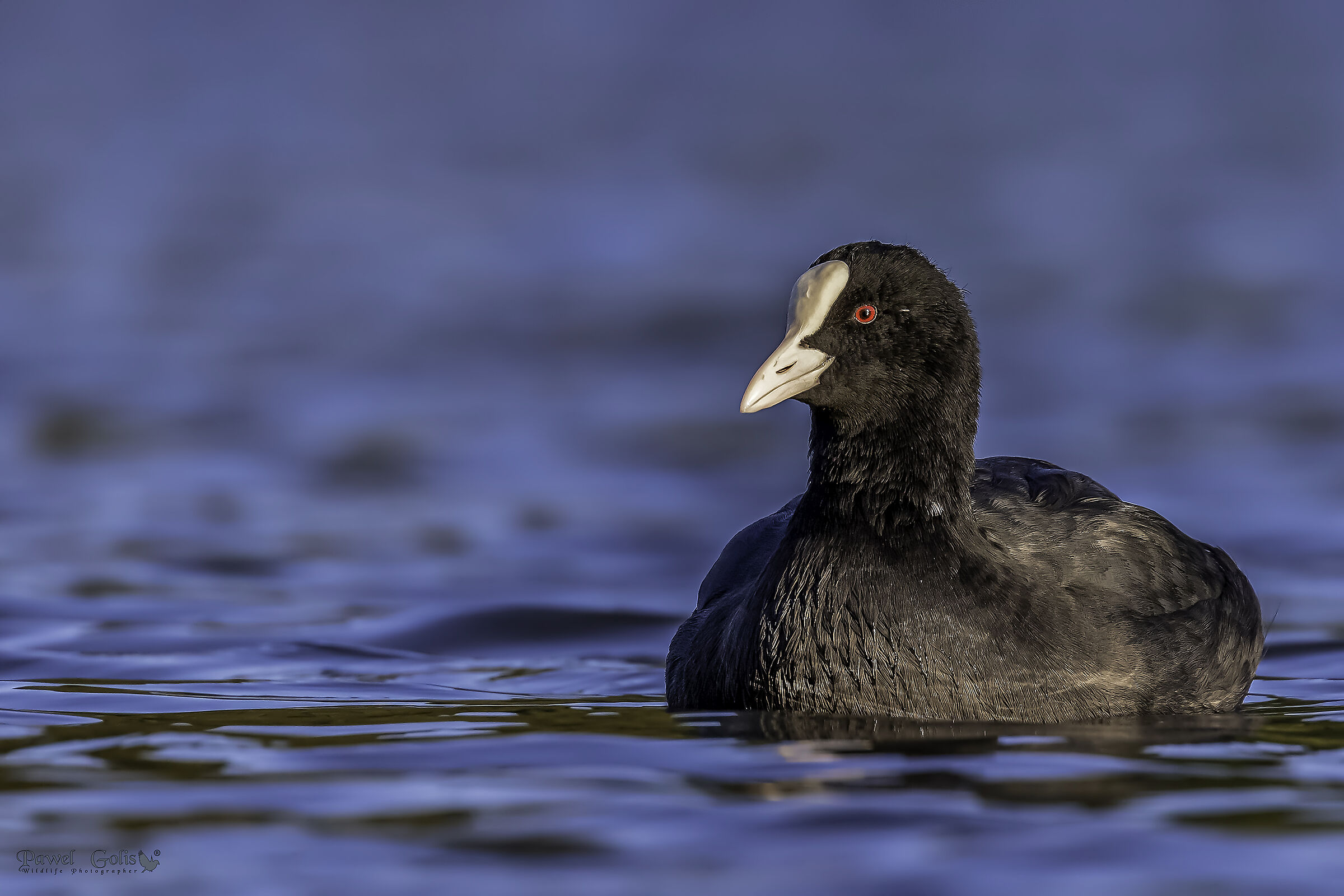 Fulica eurasiatica (Fulica atra)