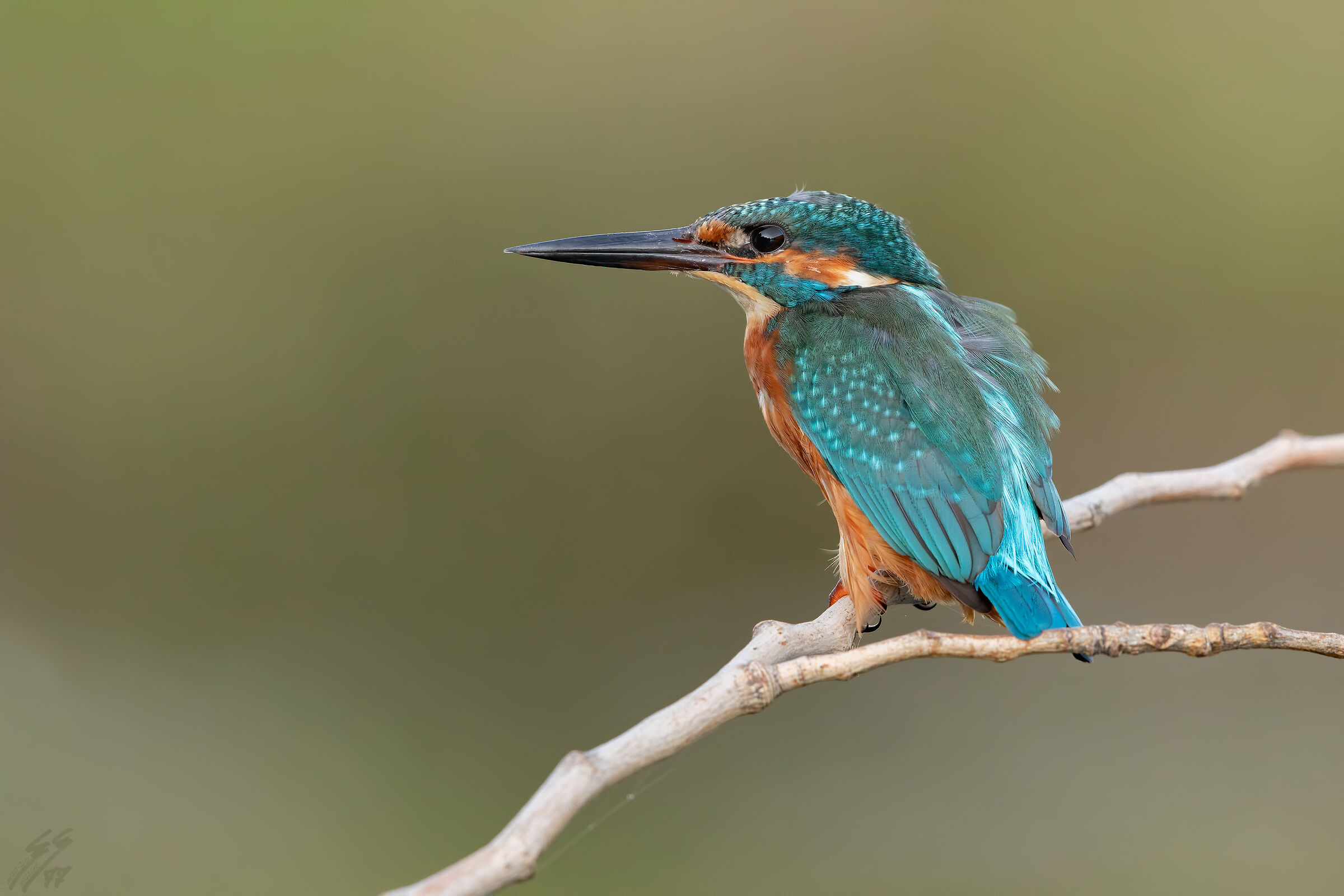 ..martin pescatore m..