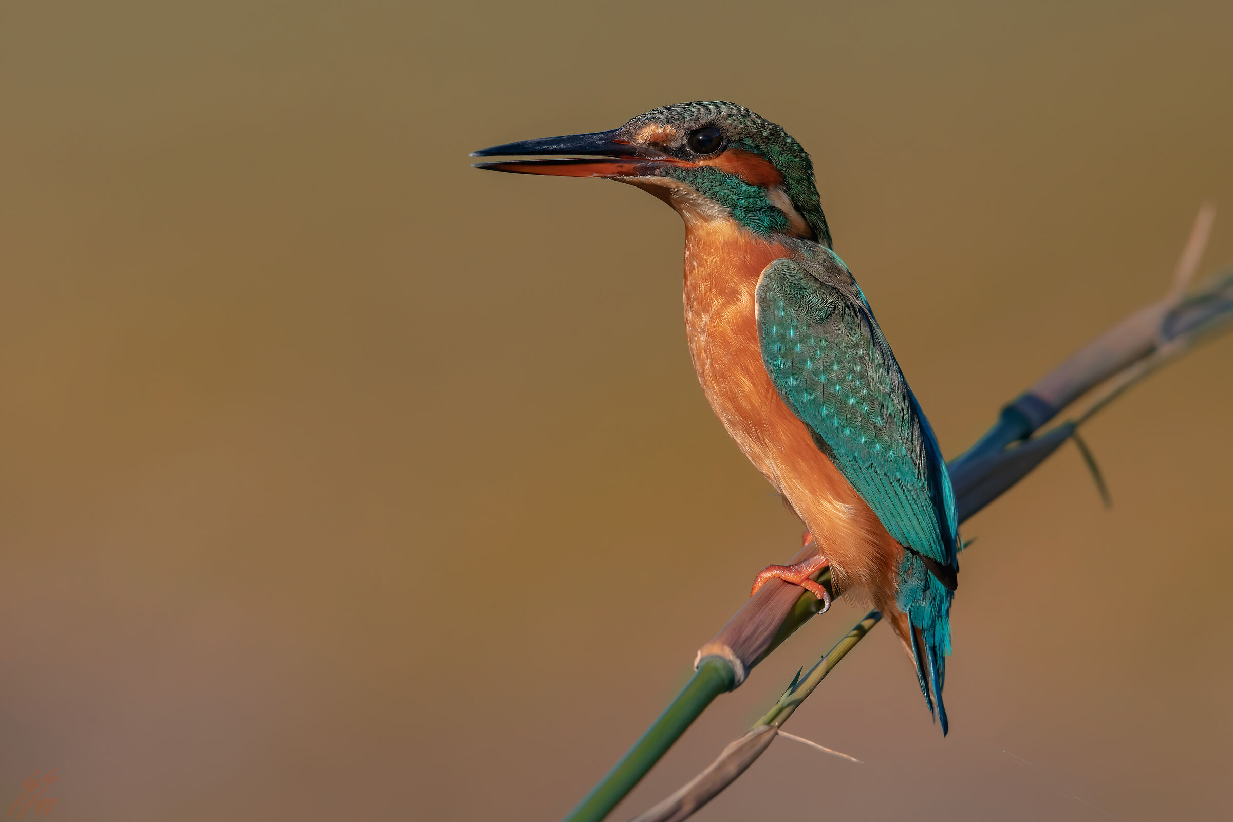 ..martin pescatore f..