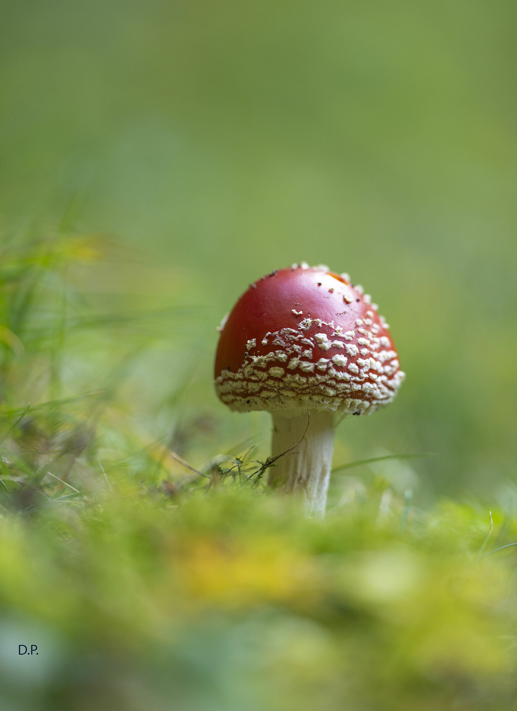 Amanita muscaria