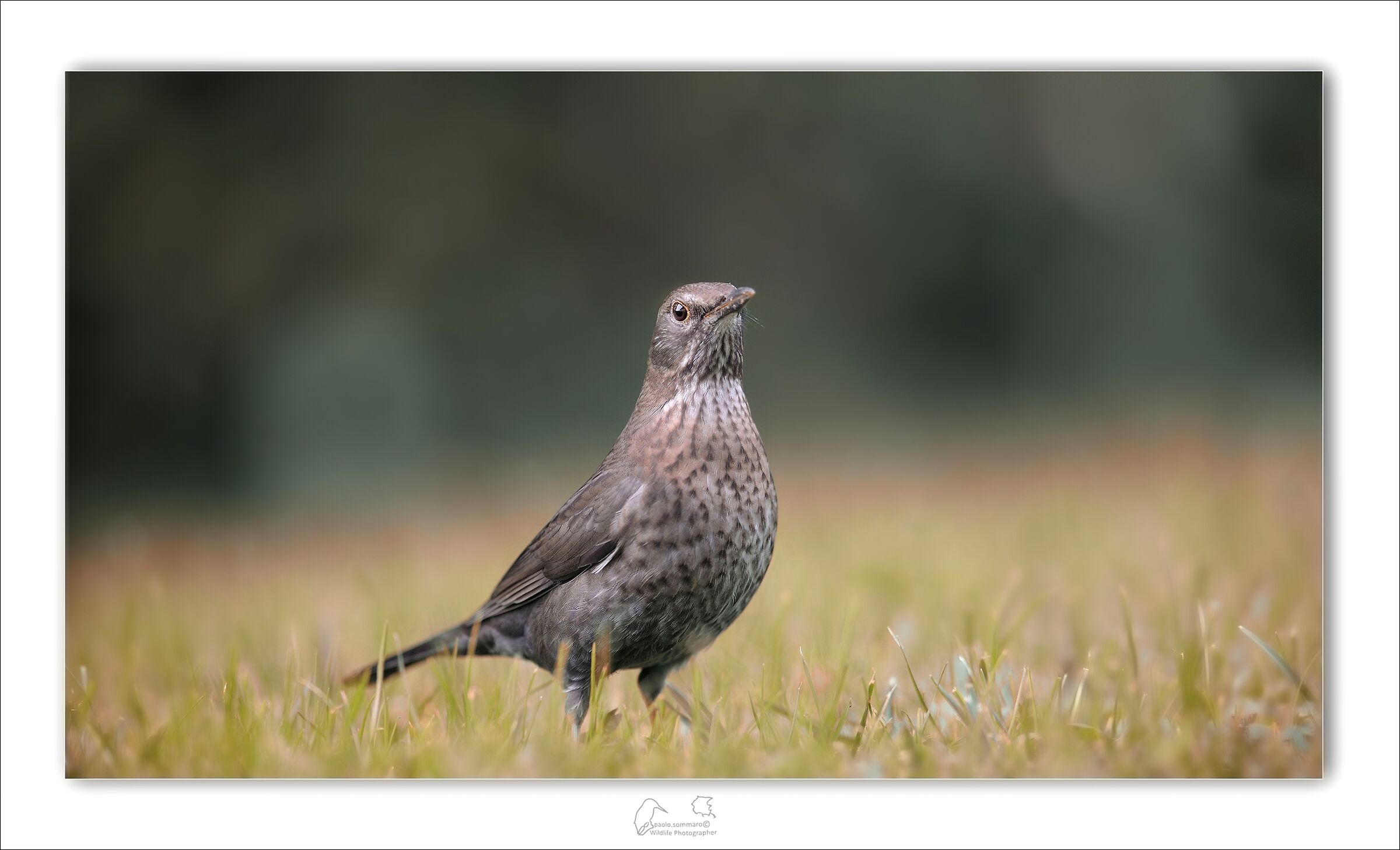 Tordo Bottaccio in giardino