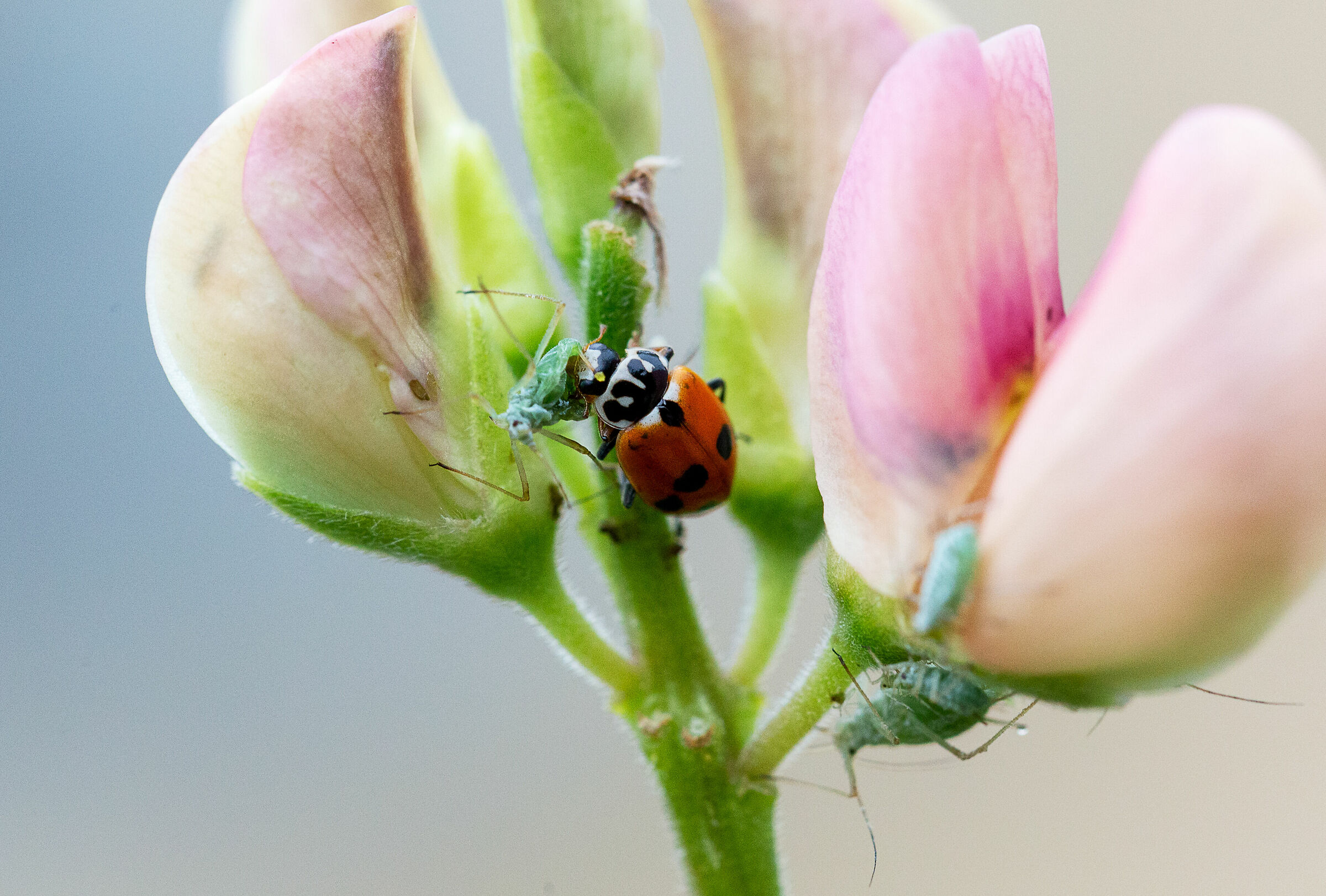 Incontri ravvicinati