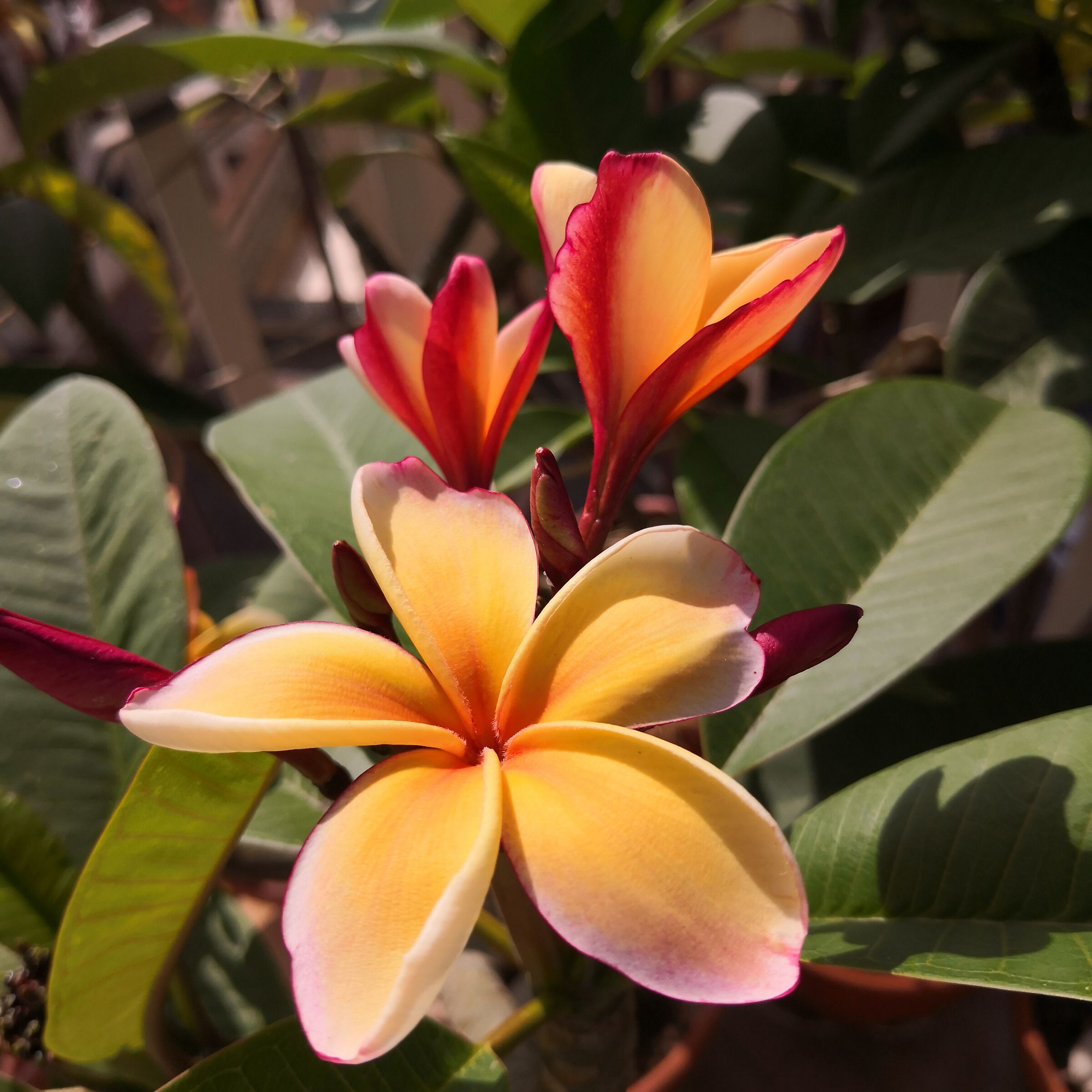 Pomelia 'Sunset California'