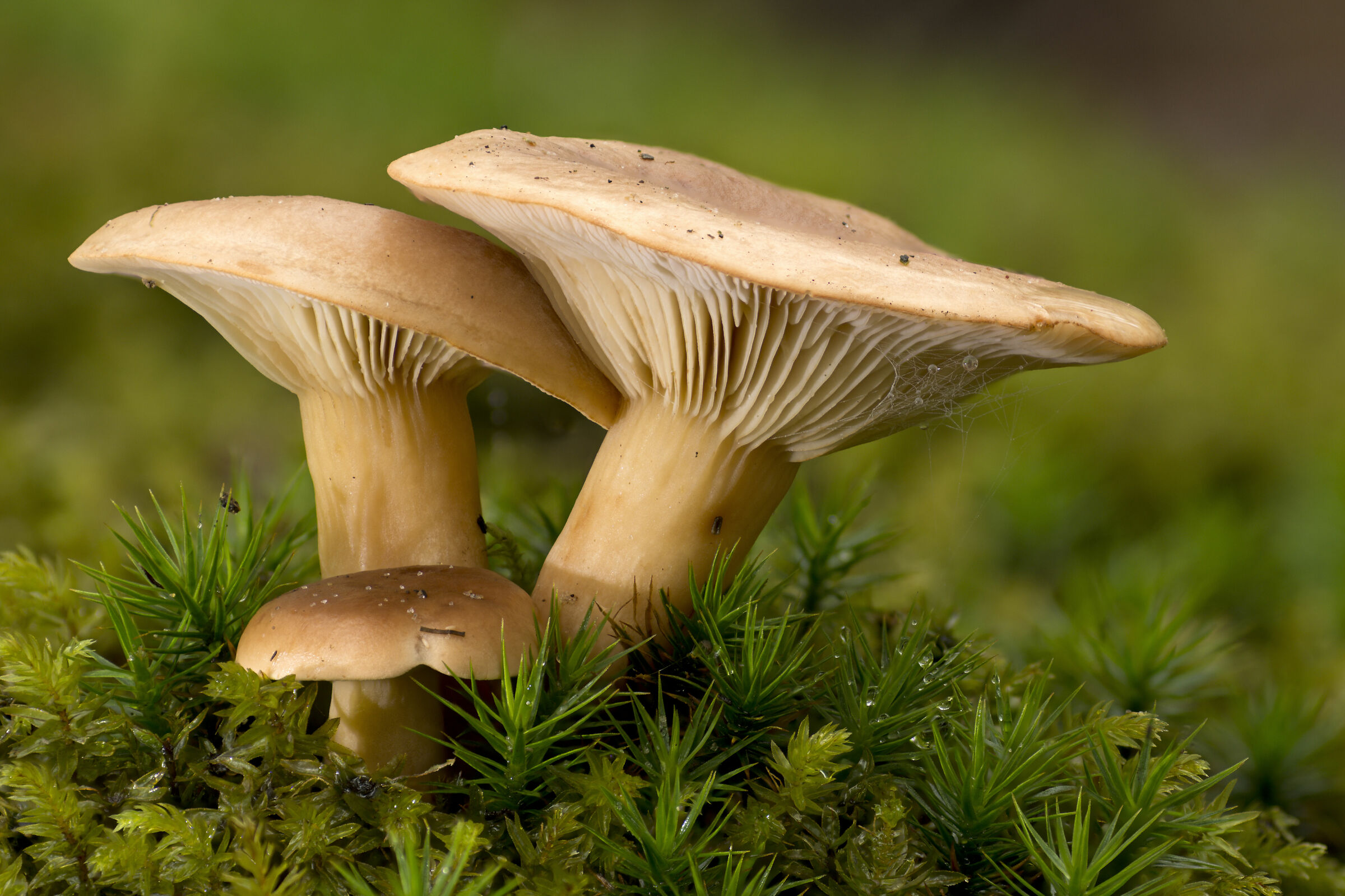 Bellezza dell'autunno