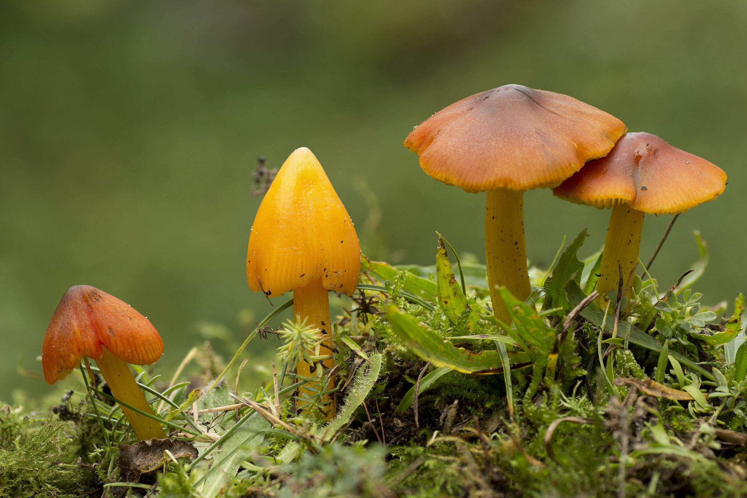 Blackening Waxcap