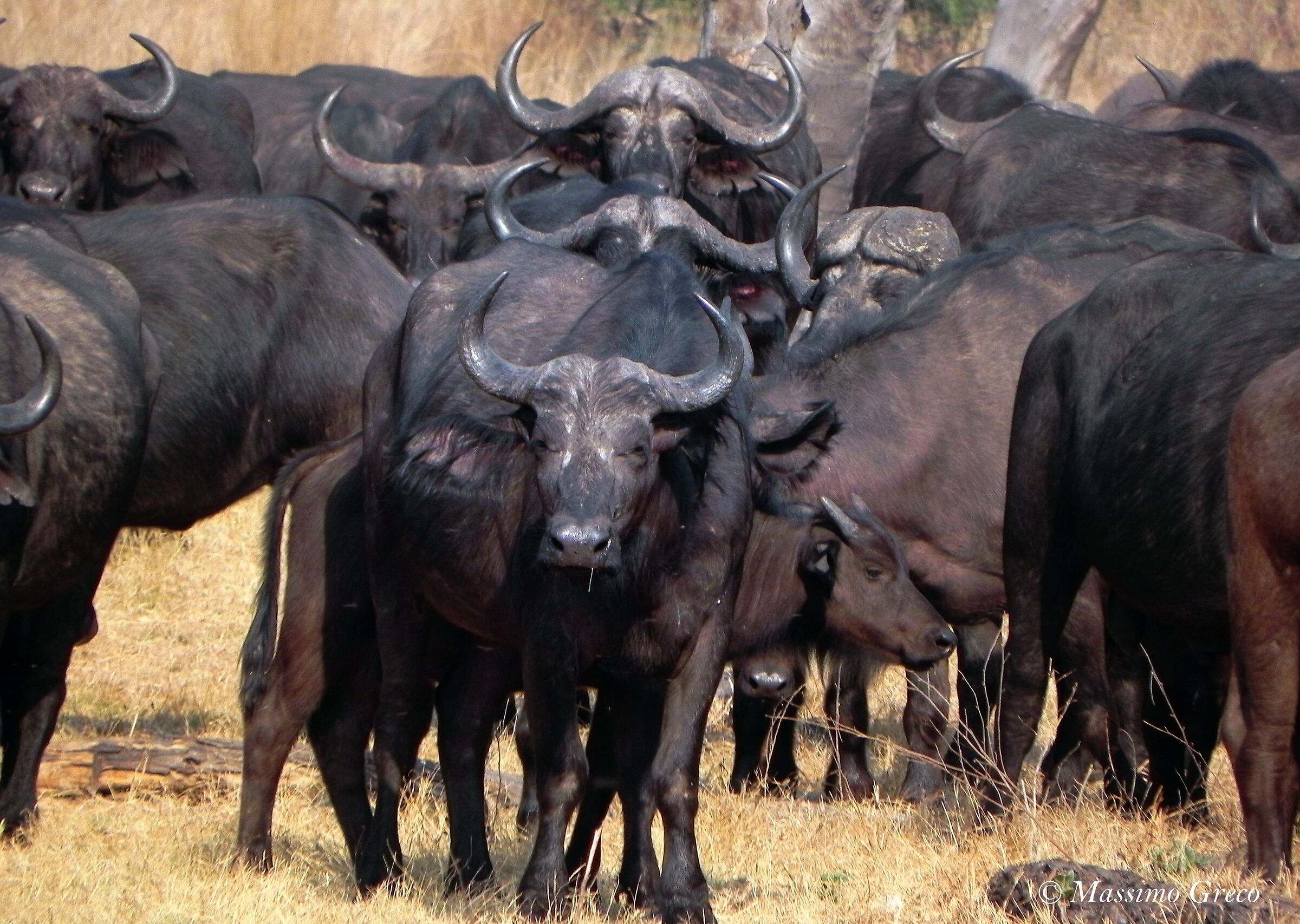Cafri buffaloes