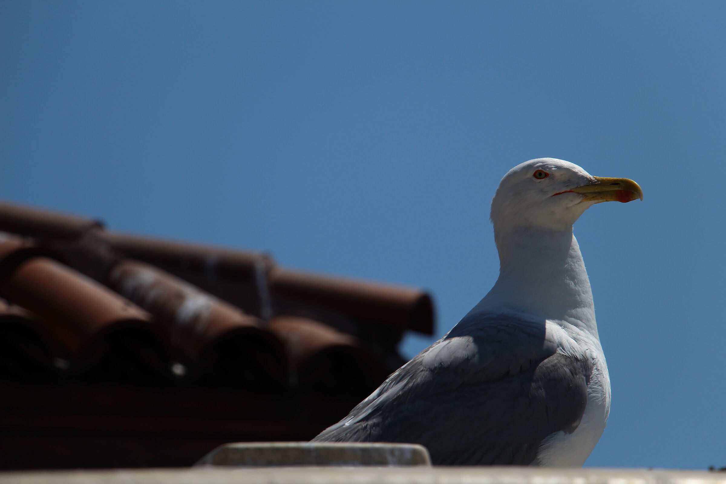 Seagull