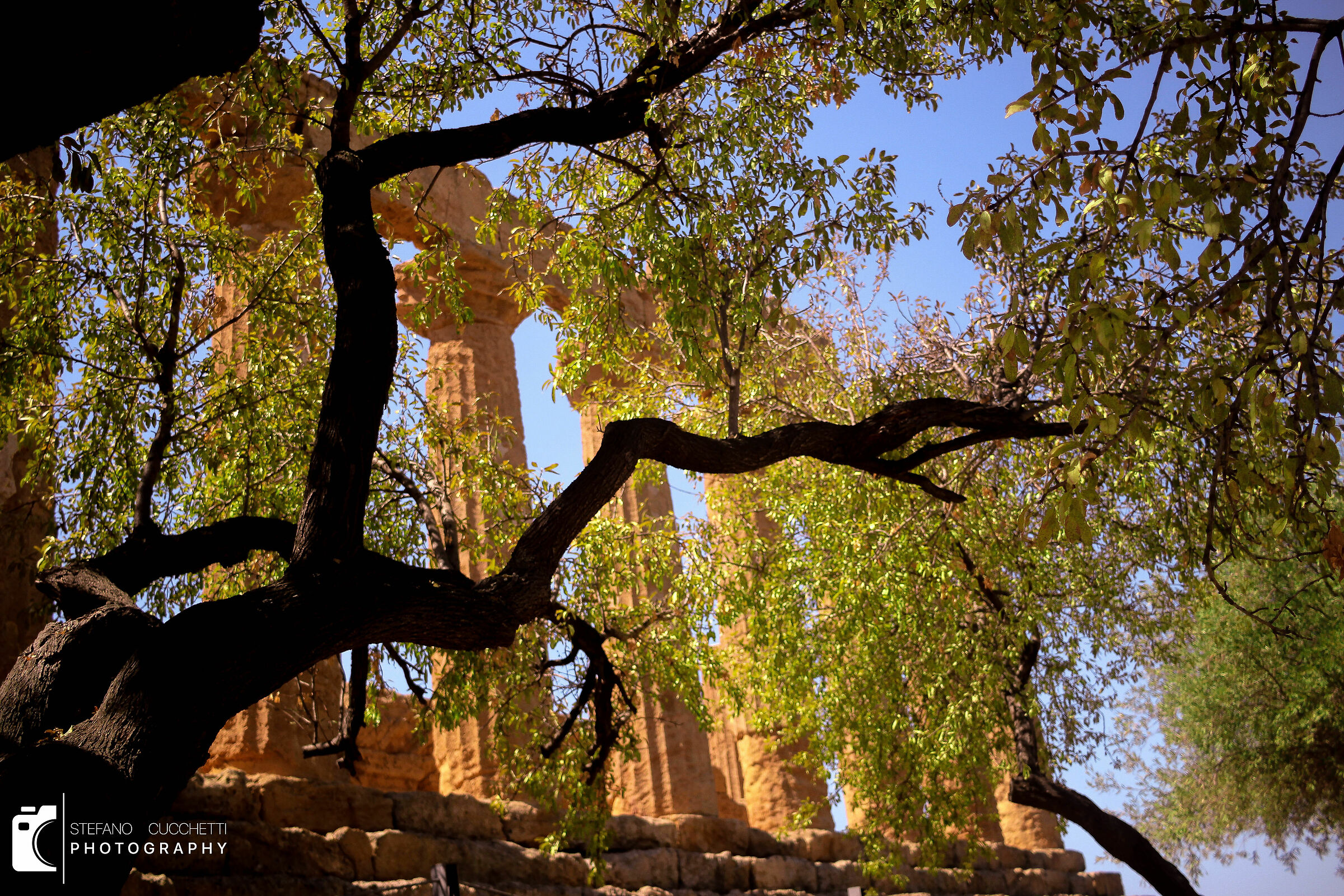 Il tempio dietro agli alberi