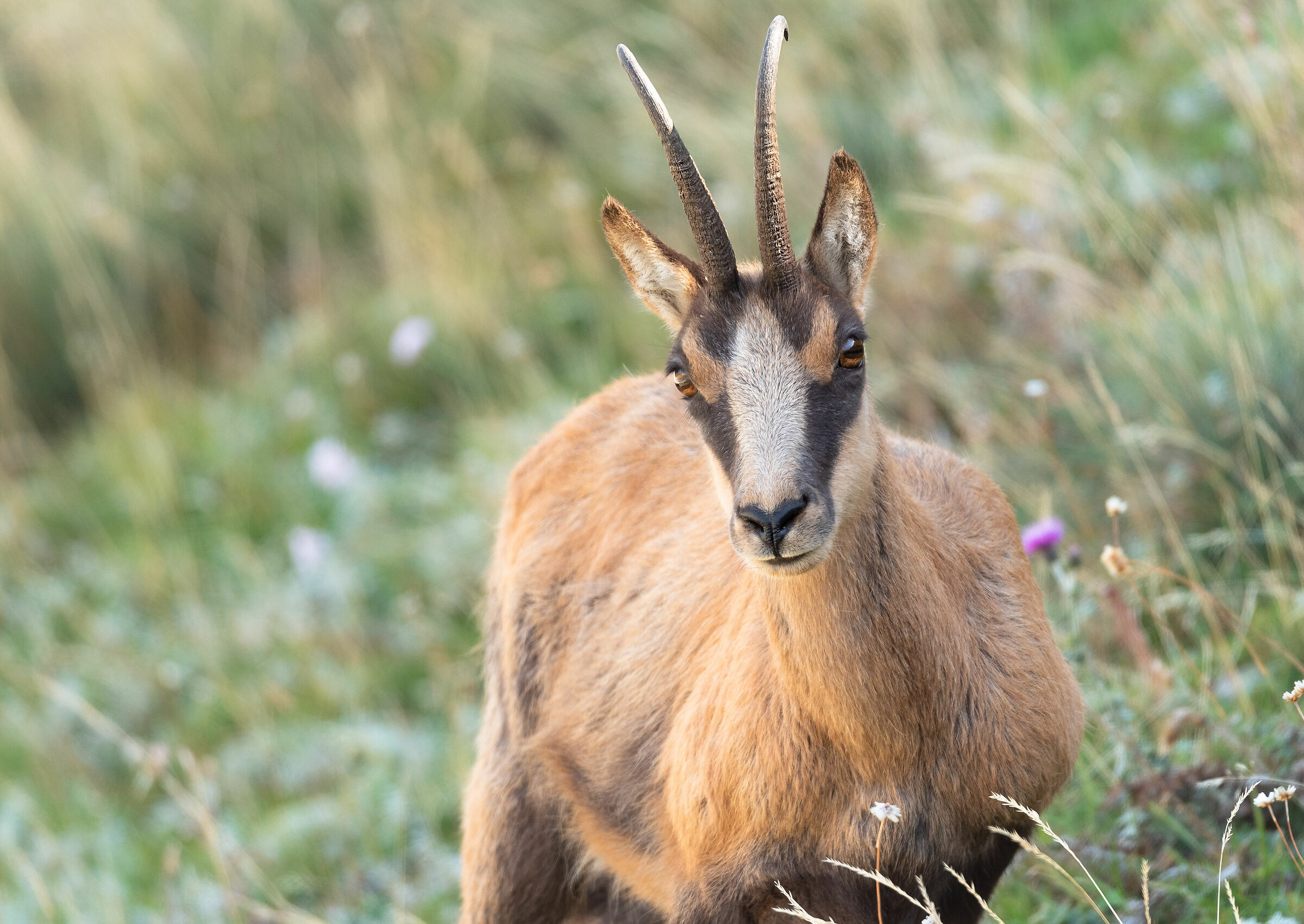 Chamois