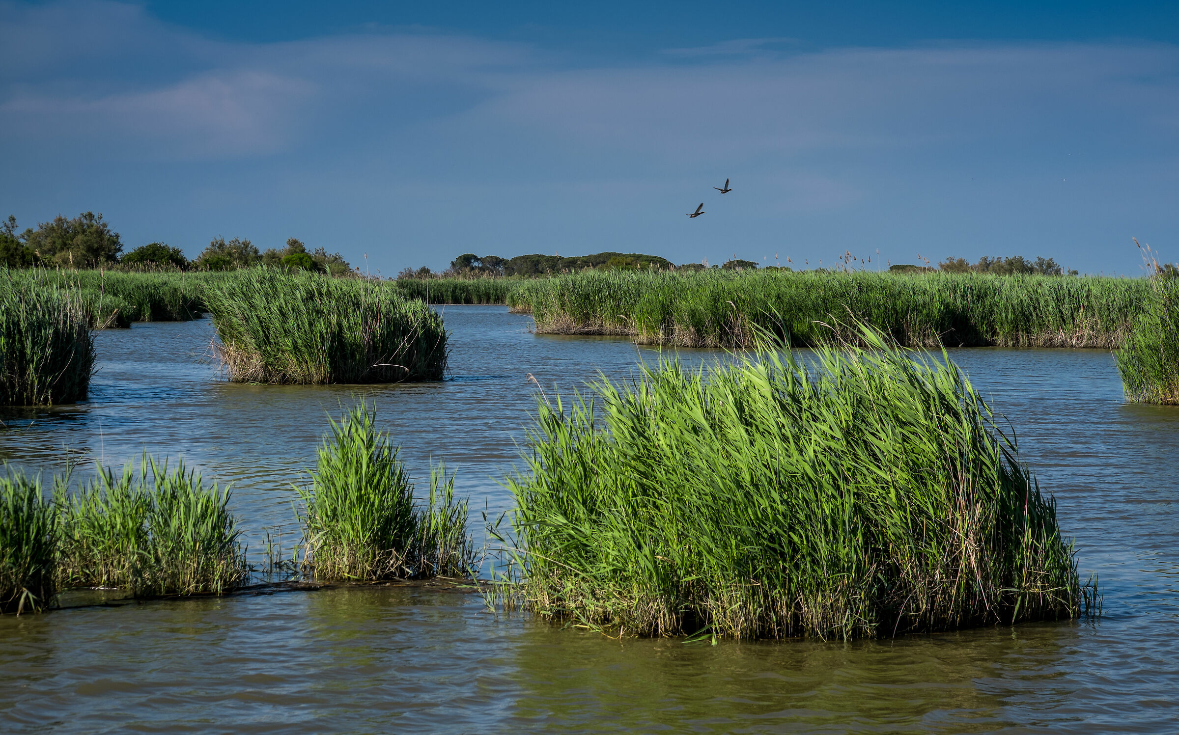 Po of Volano: the where the ducks dare