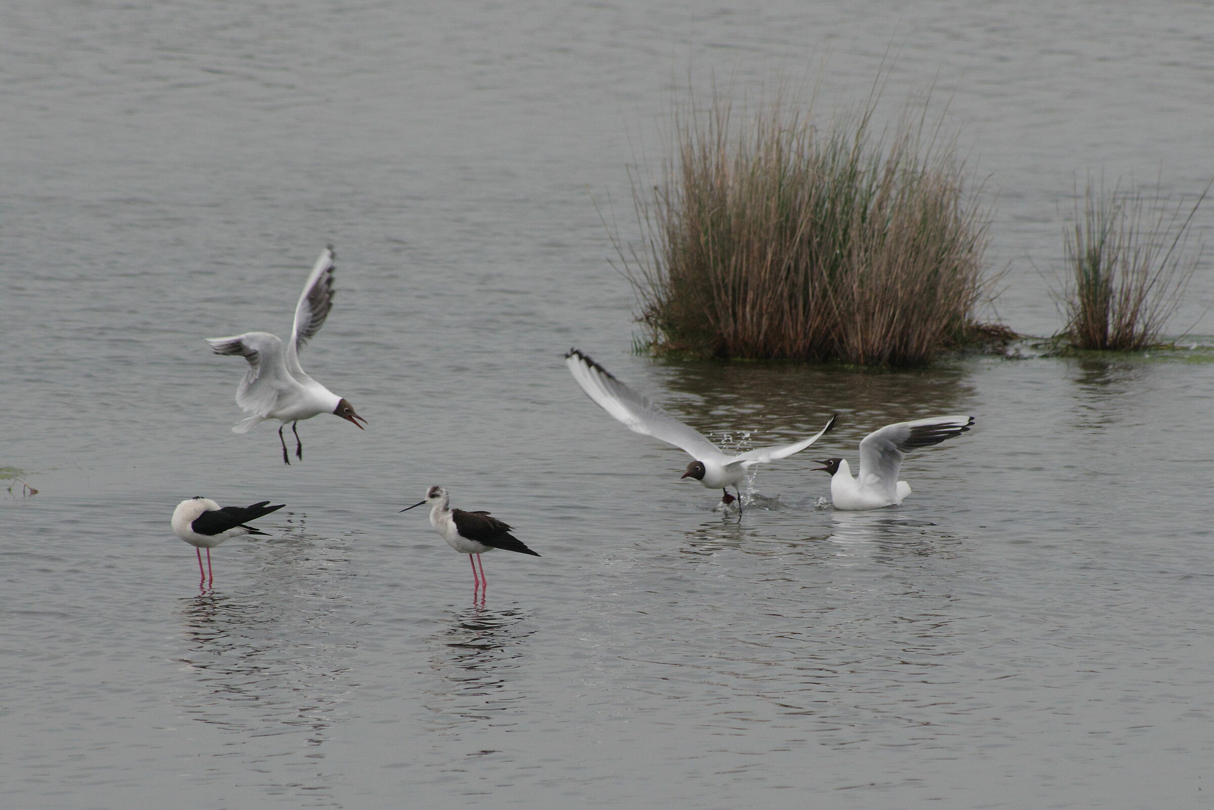 Common Seagull Fight