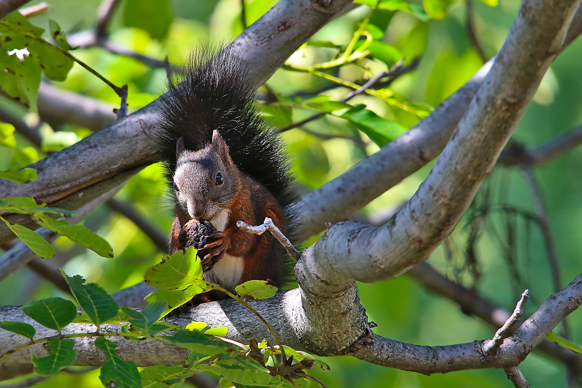 Always on my walnut...