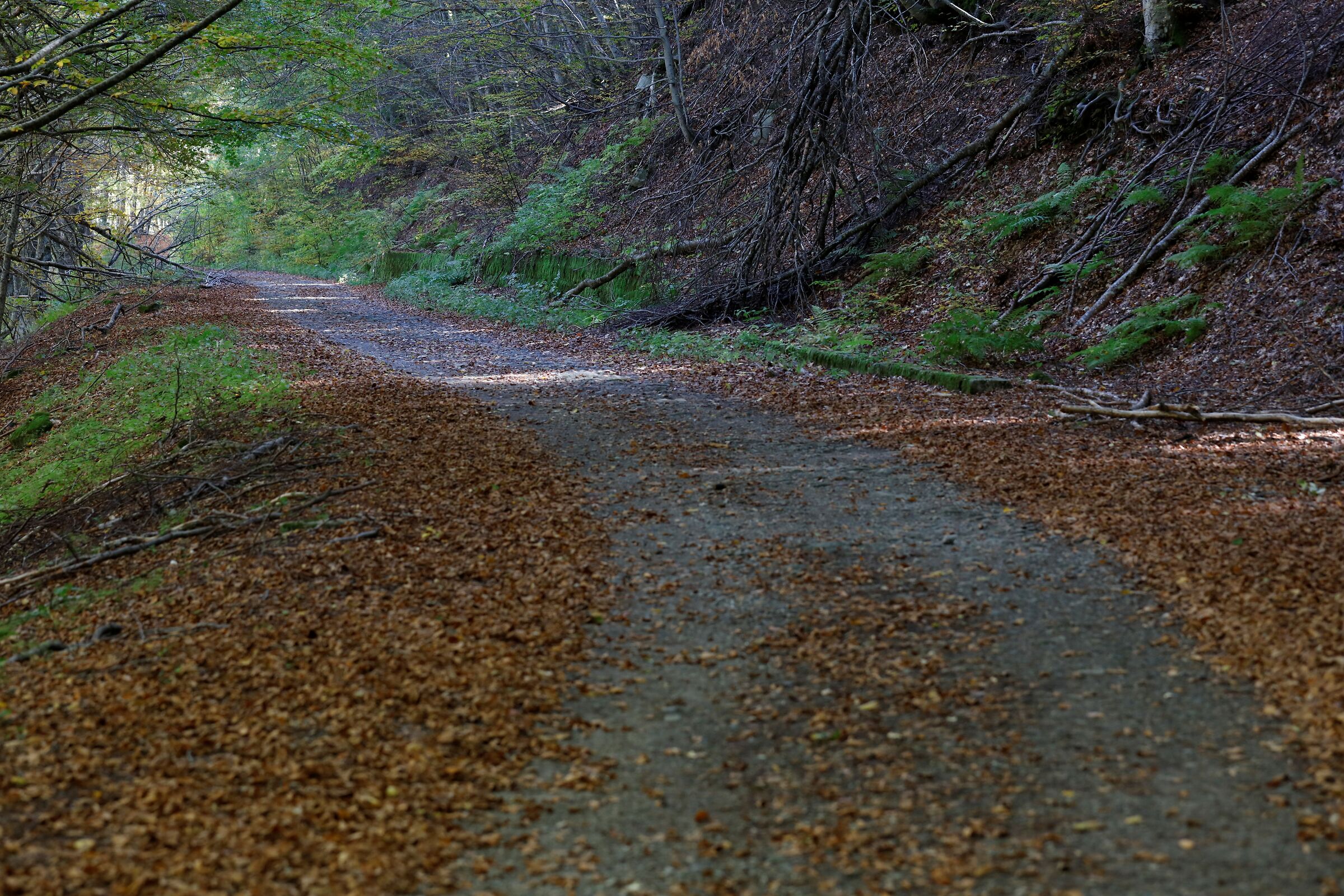 La strada nel bosco