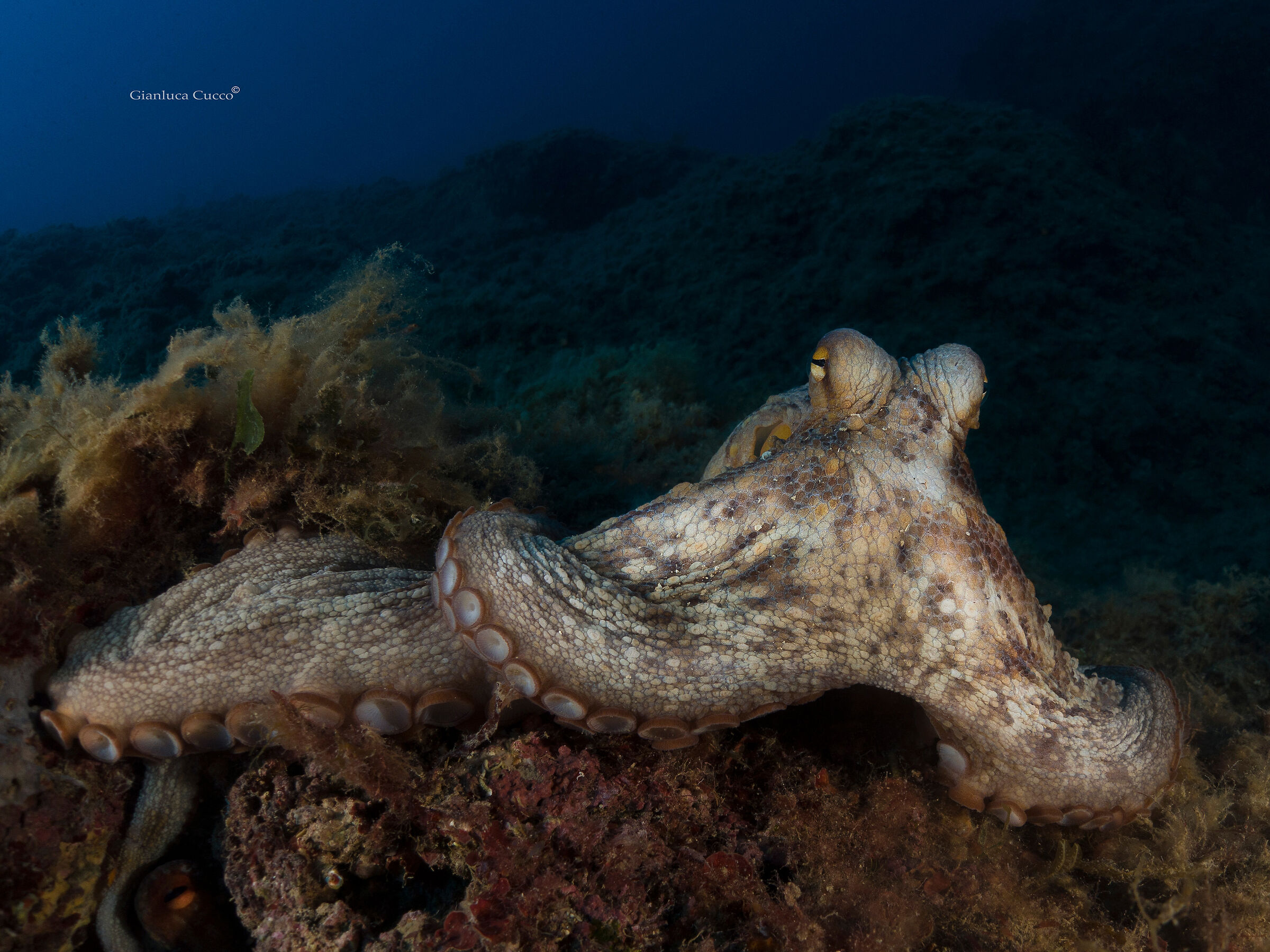 The king of the rock