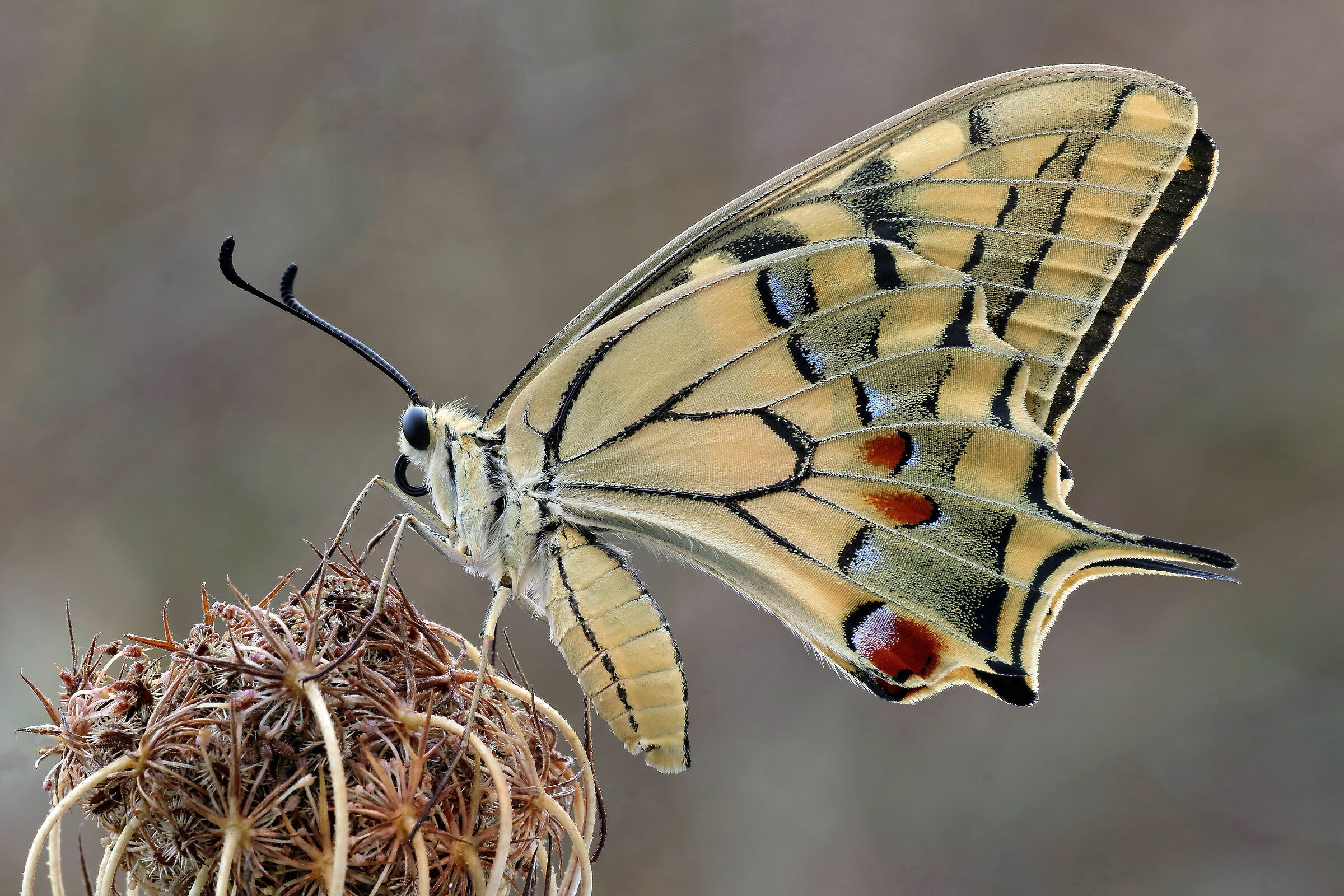 ...più da vicino !!!