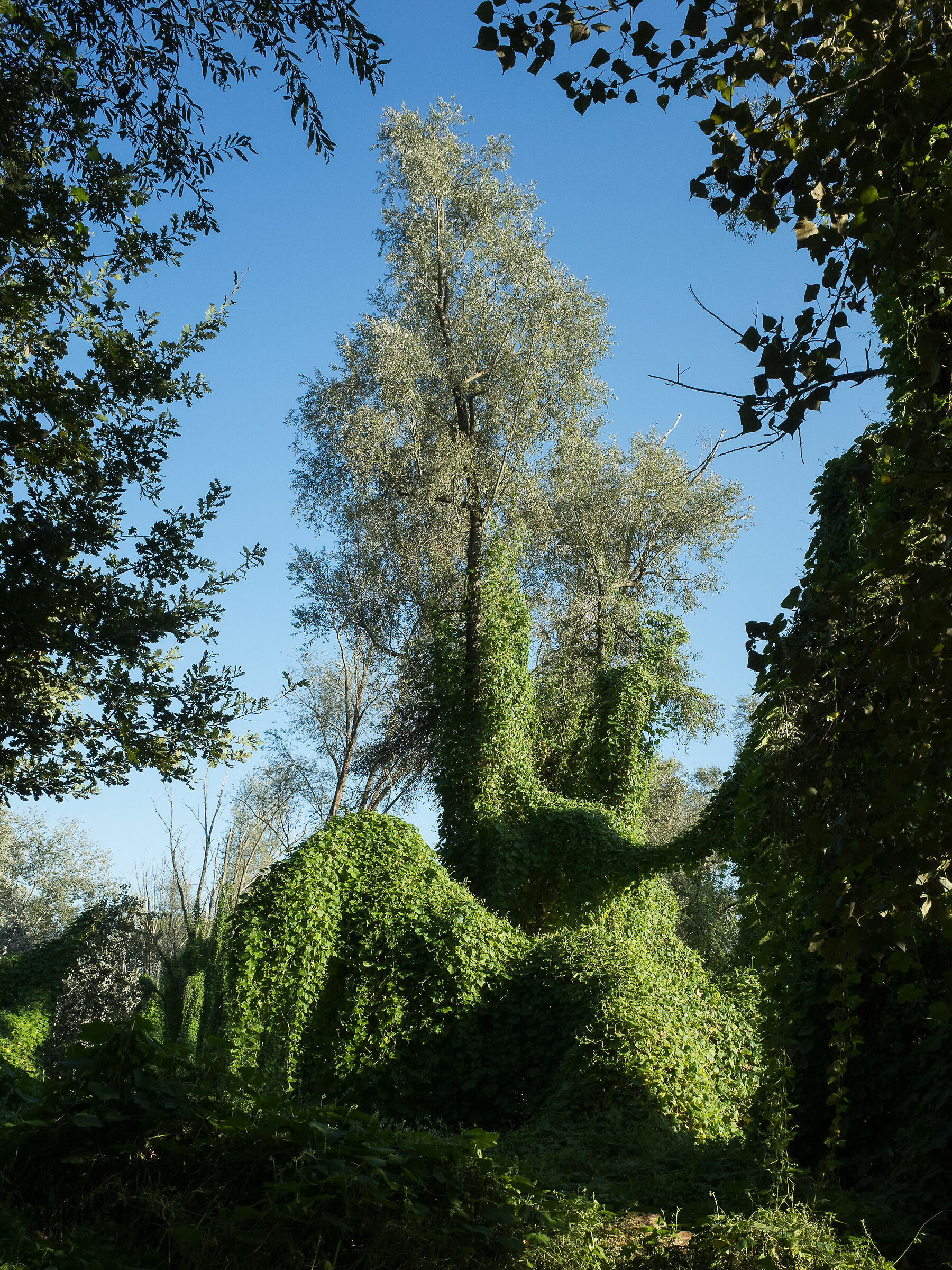 La piovra della golena