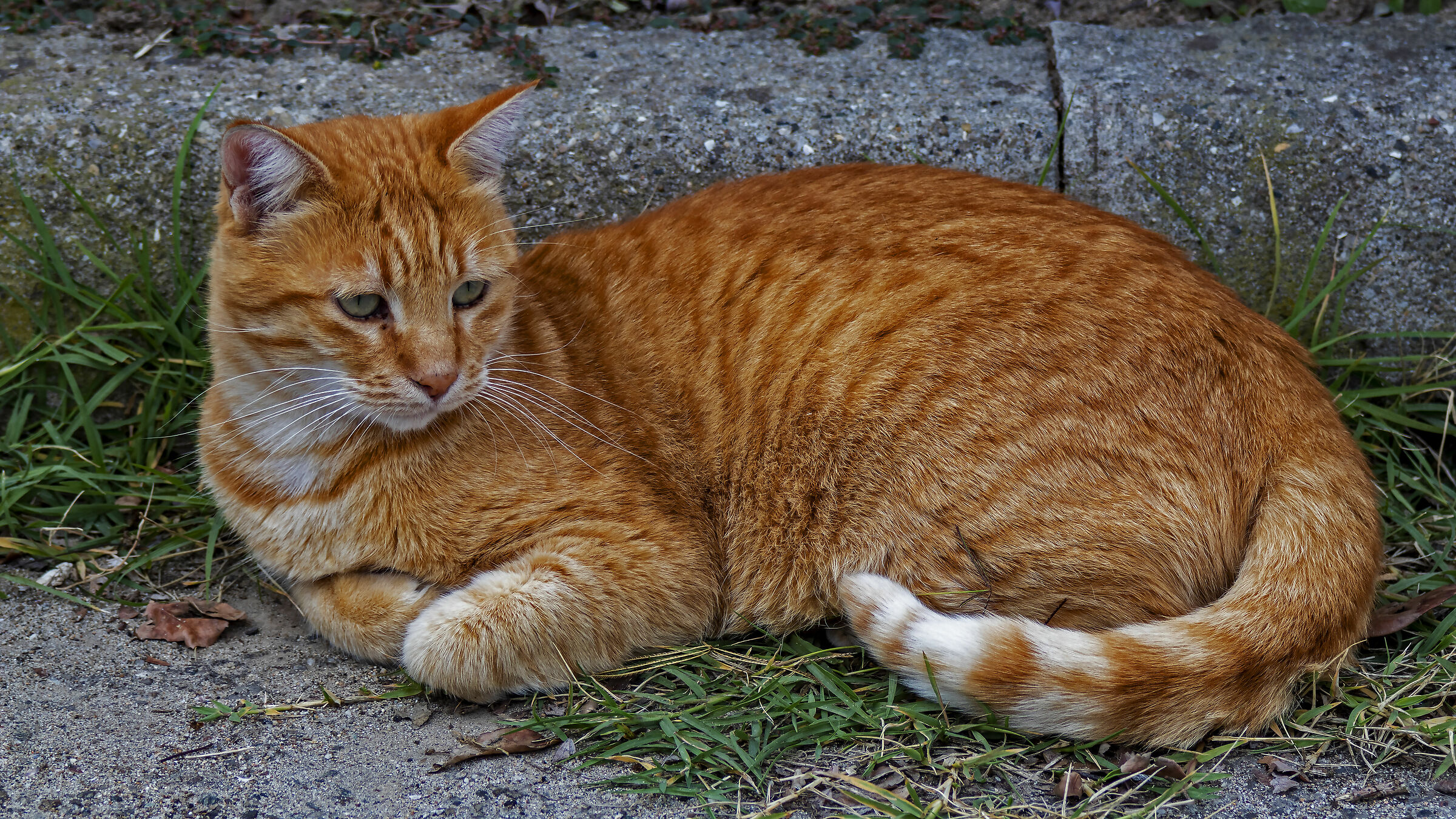 Un fotogenico gatto di strada