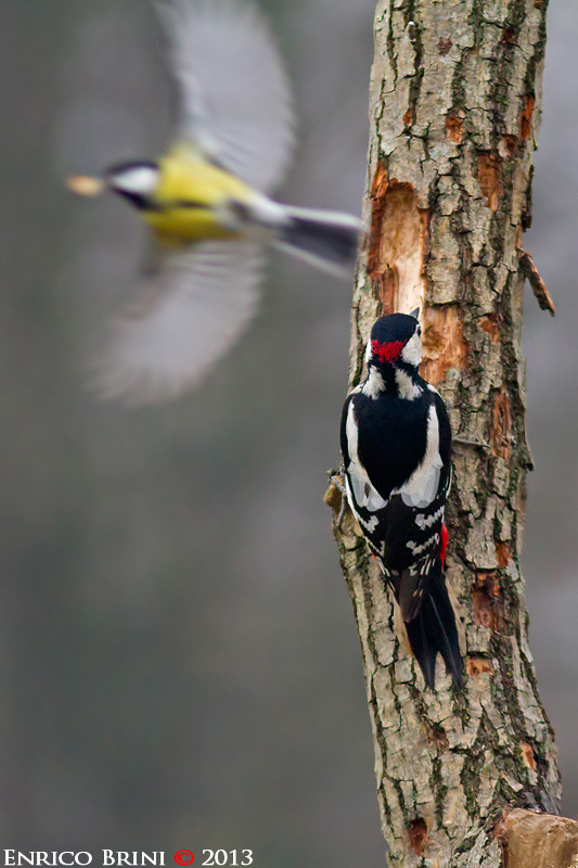 Picchio rosso maggiore