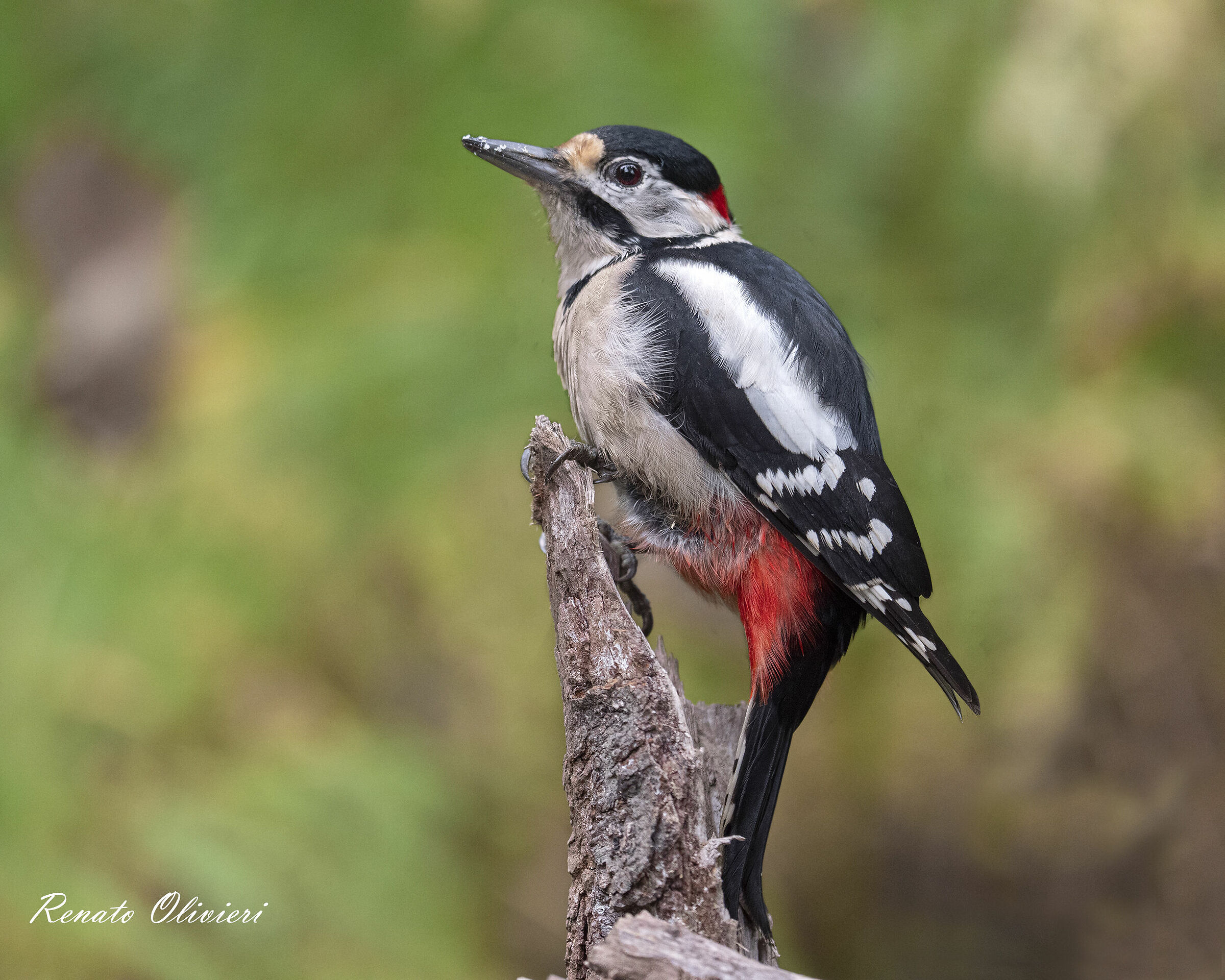 Male major red woodpecker ( Dendrocopos major )