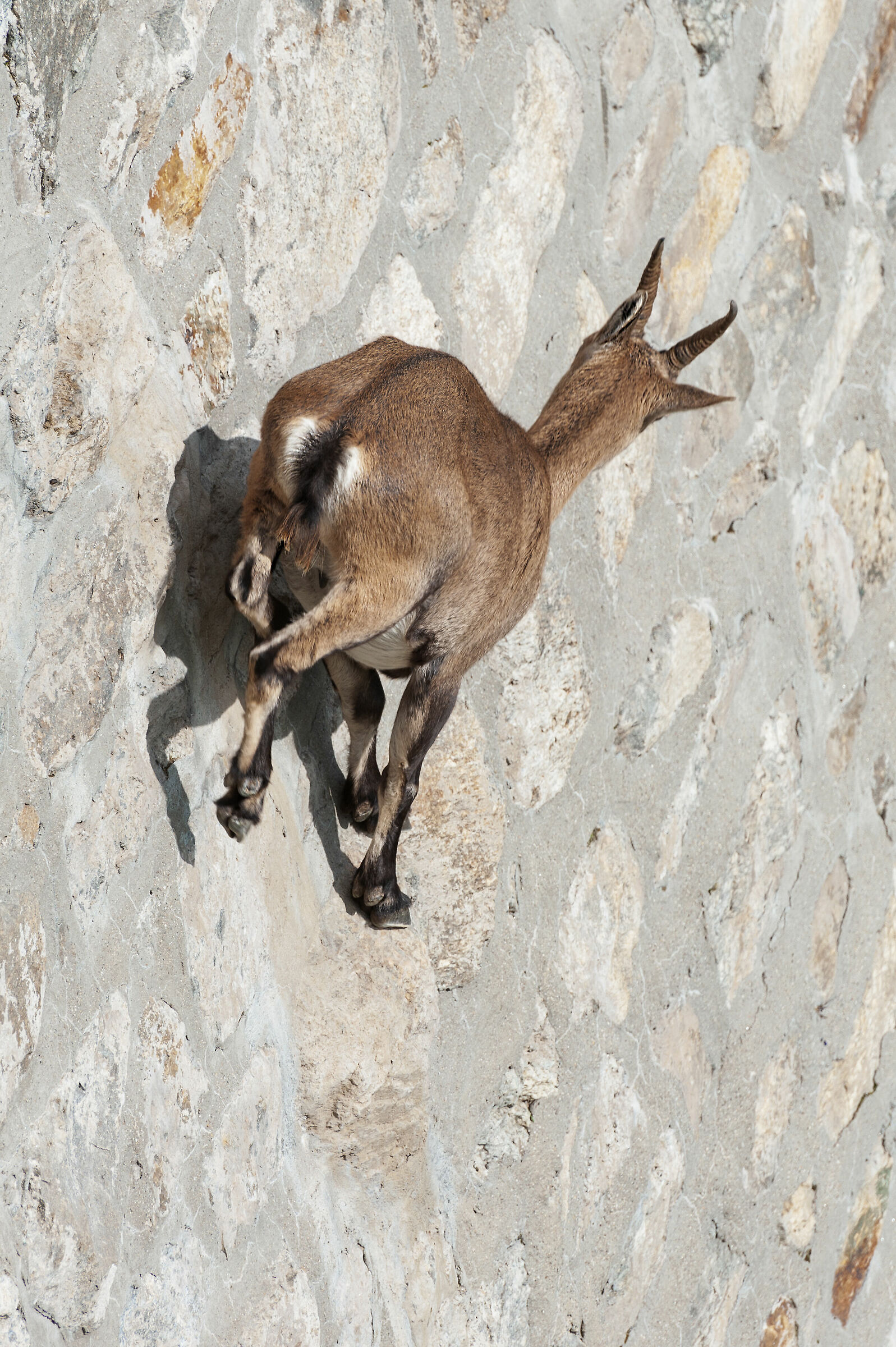 equilibristi al cingino