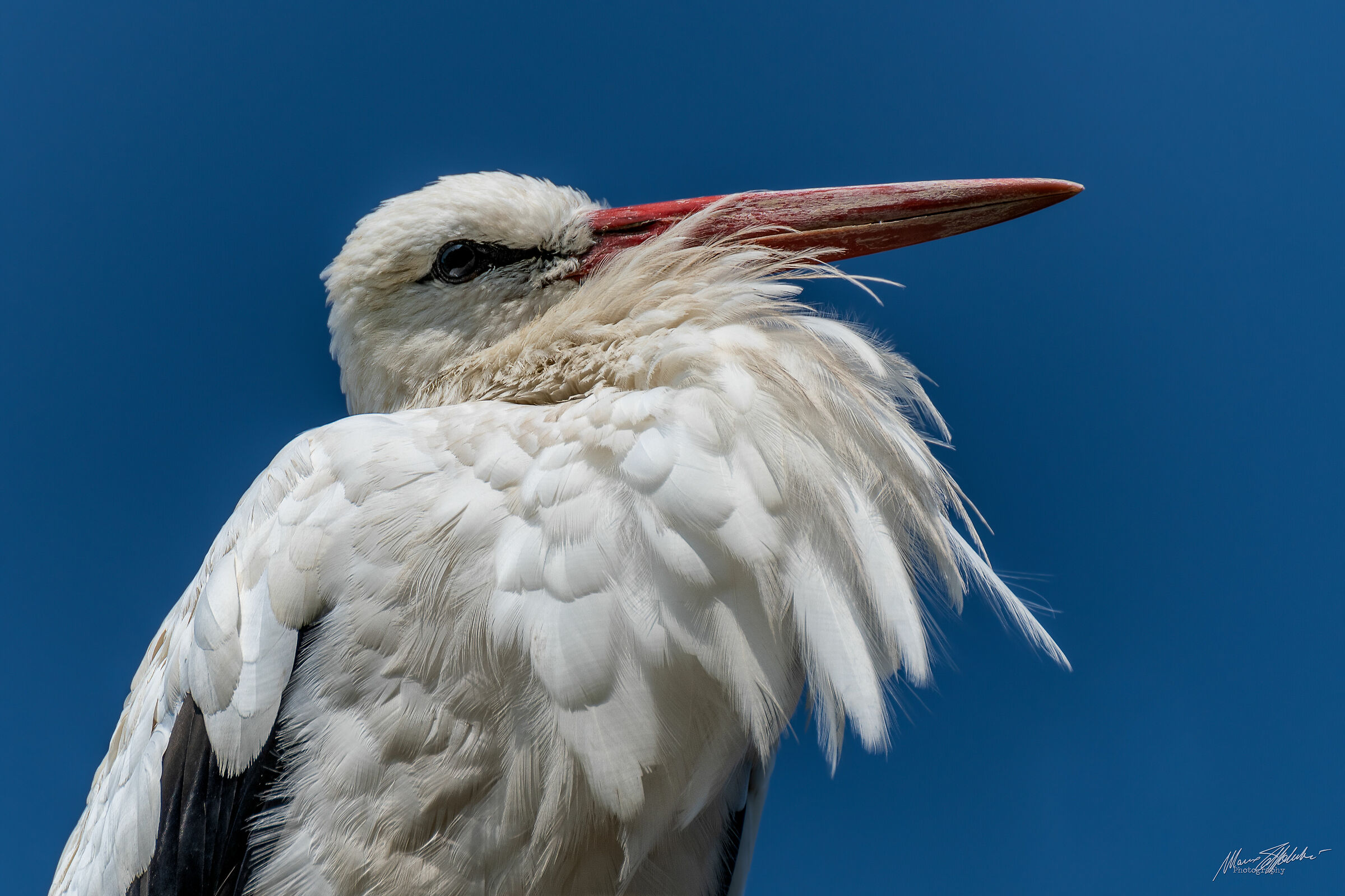 White Stork