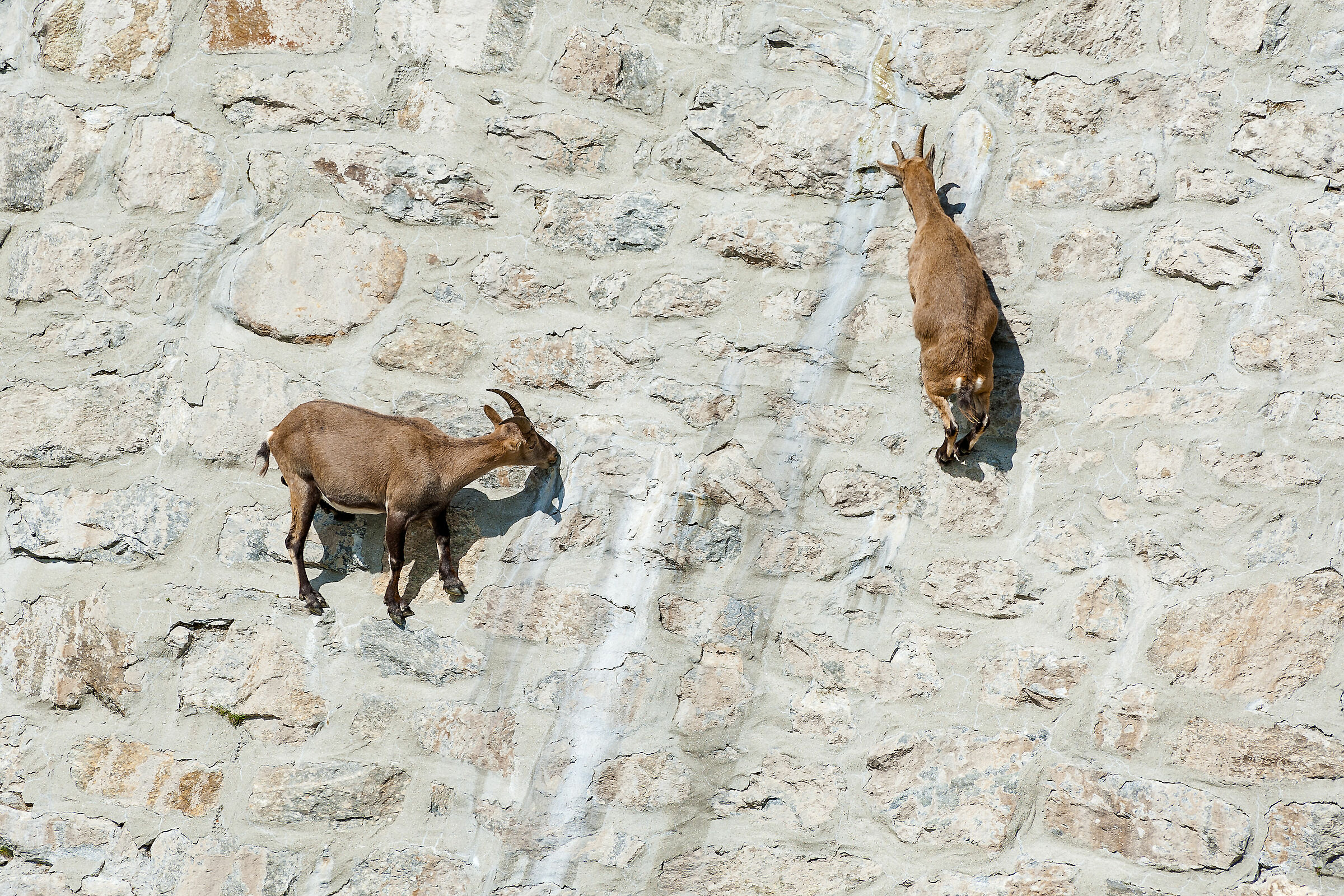 equilibristi al cingino