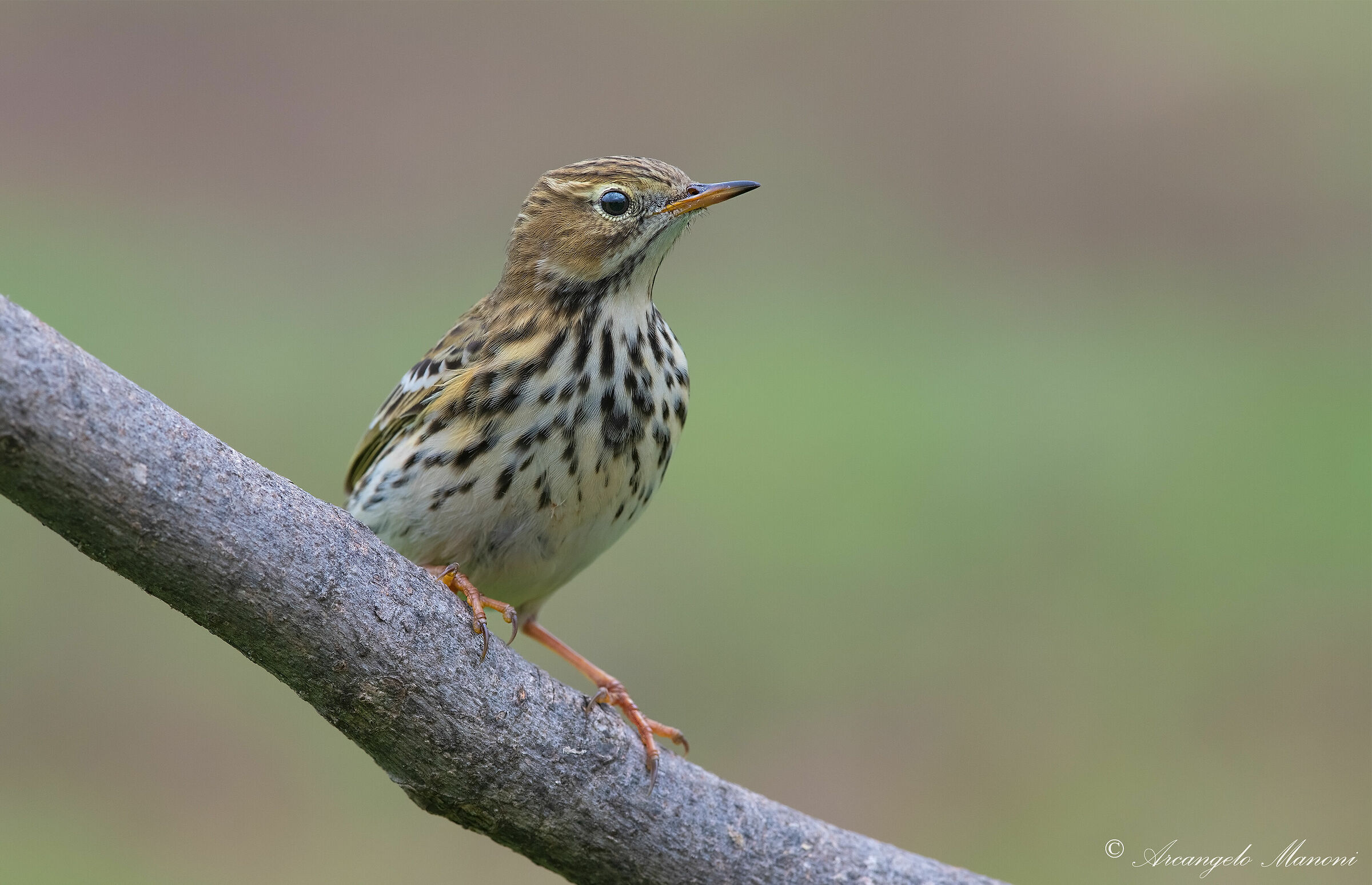 Pispola: a bird jewel!