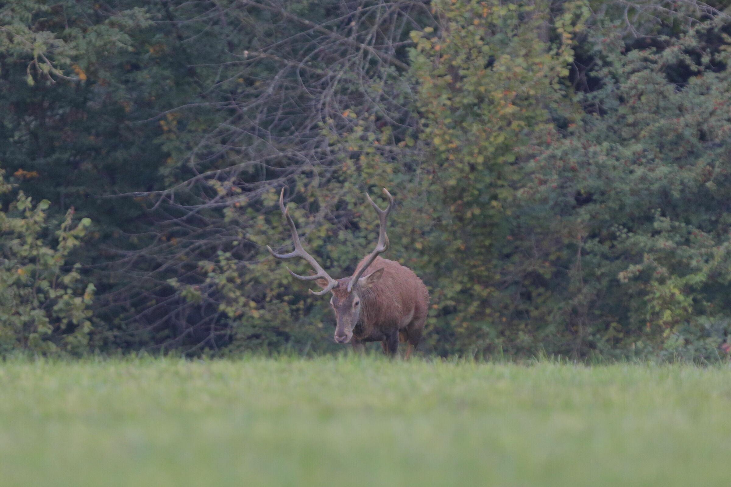her majesty -park La Mandria Venaria