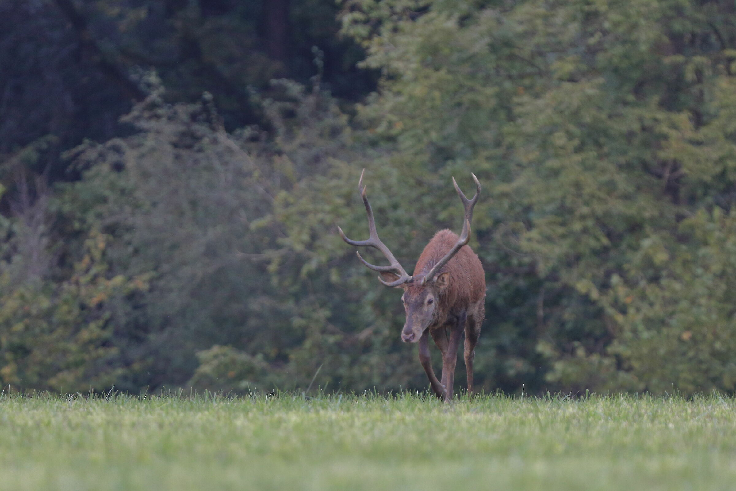 who there is park La Herd Venaria REAL