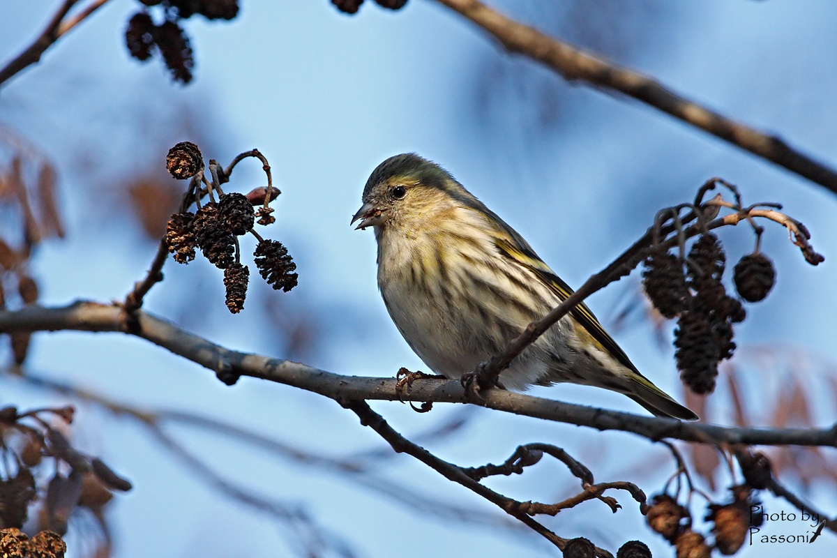 Female Siskin!