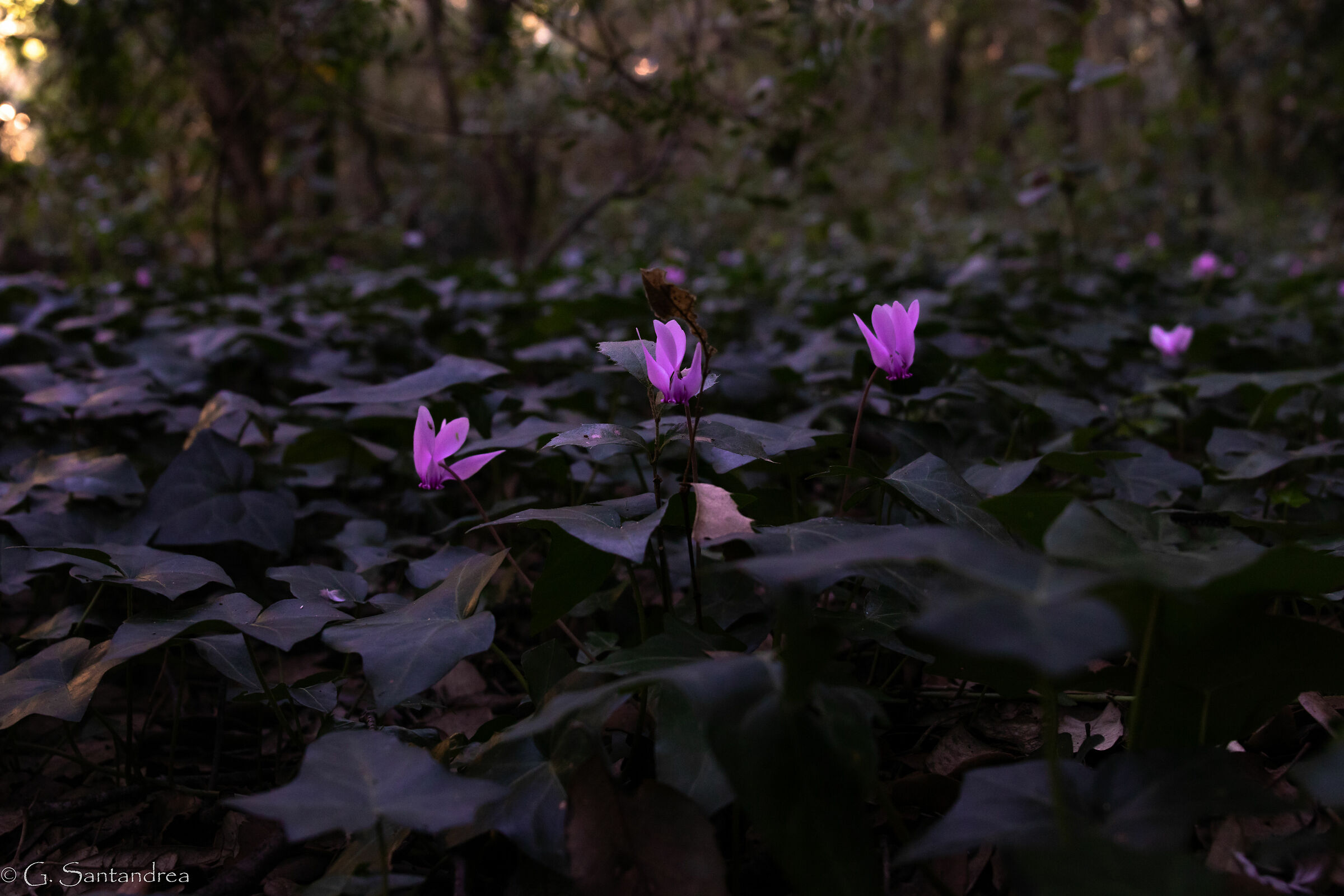 Cyclamini Forest