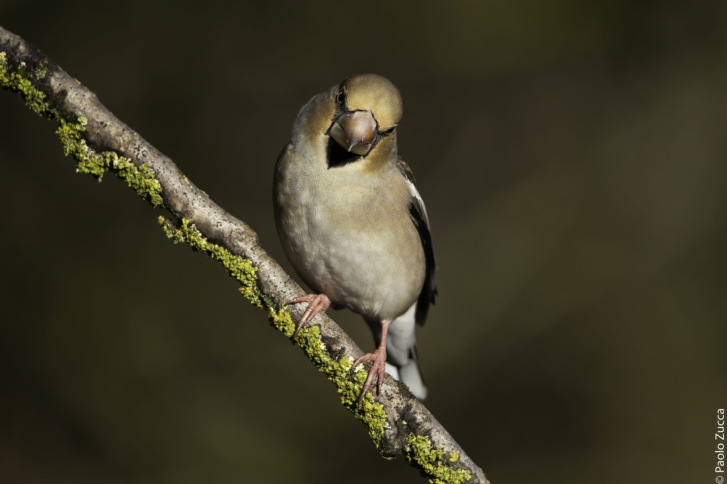 Frosone's Stern Look