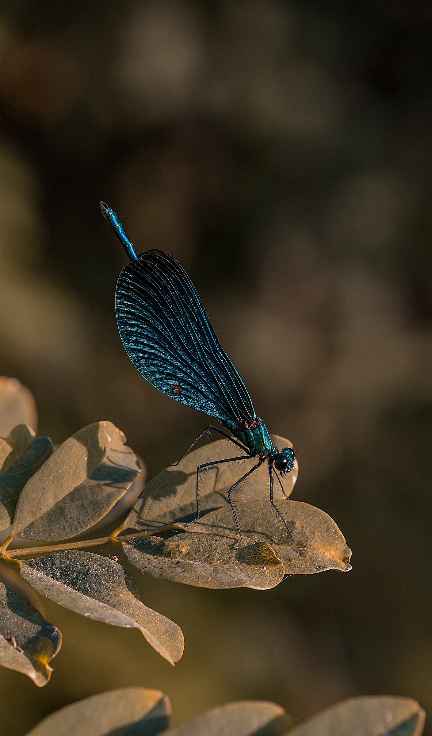 Calopteryx virgo