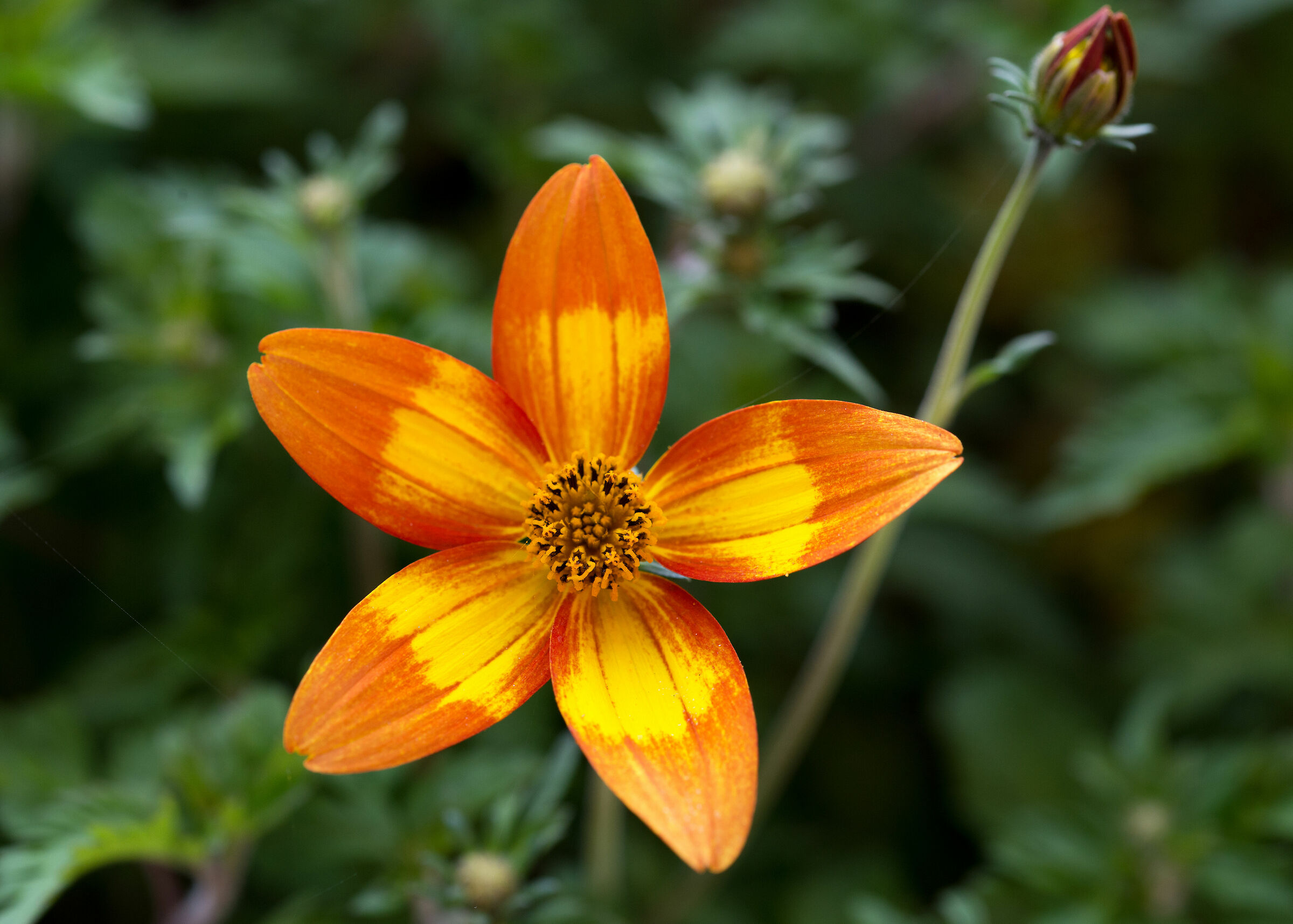 Giallo.....arancio, con bocciolo.