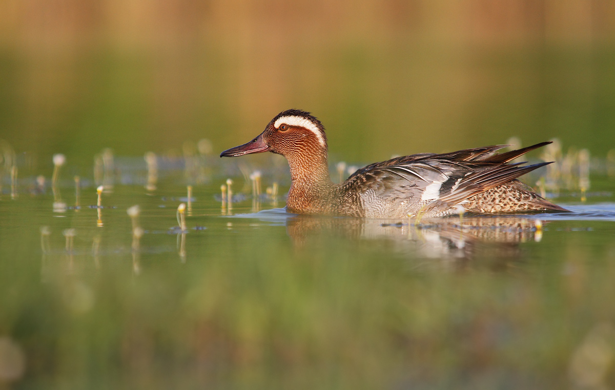Garganey