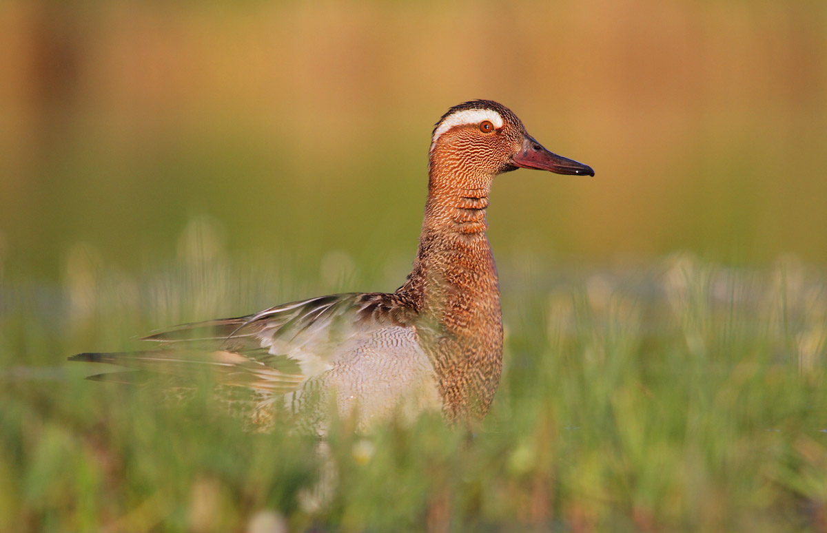 Garganey
